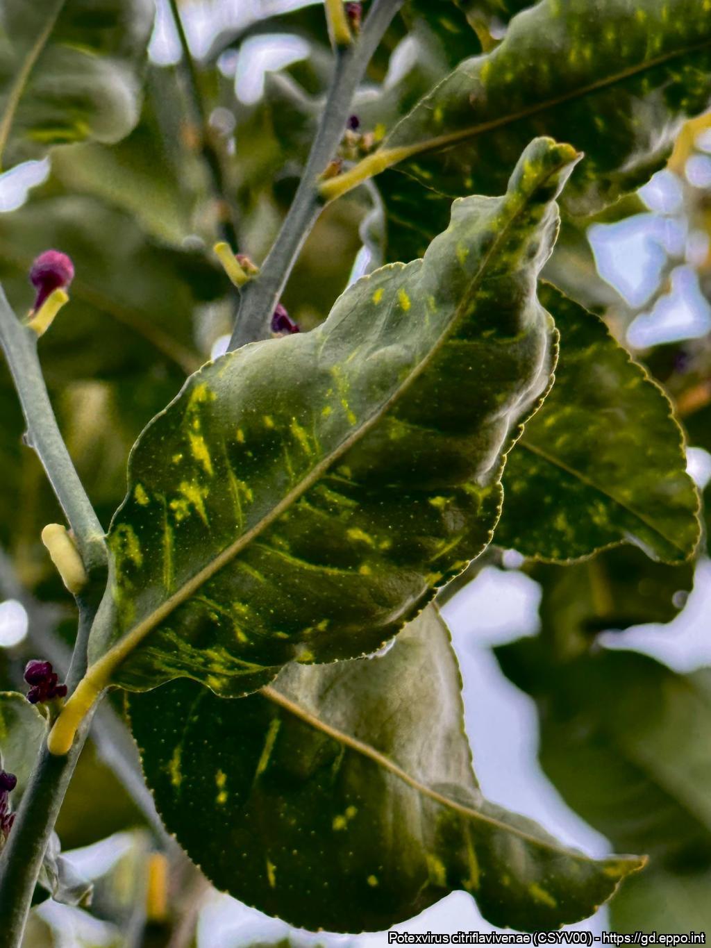 Image without description