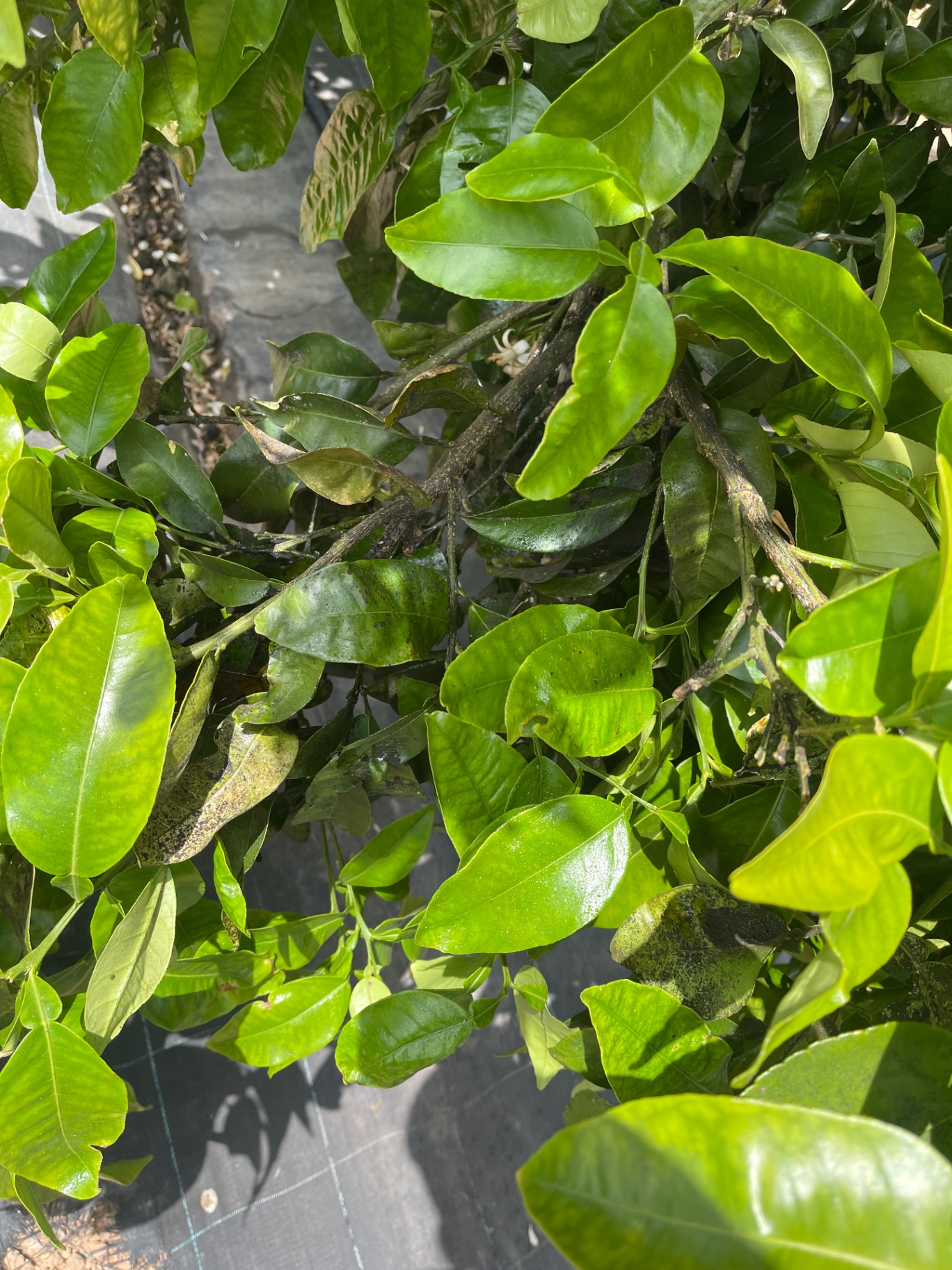 Image without description