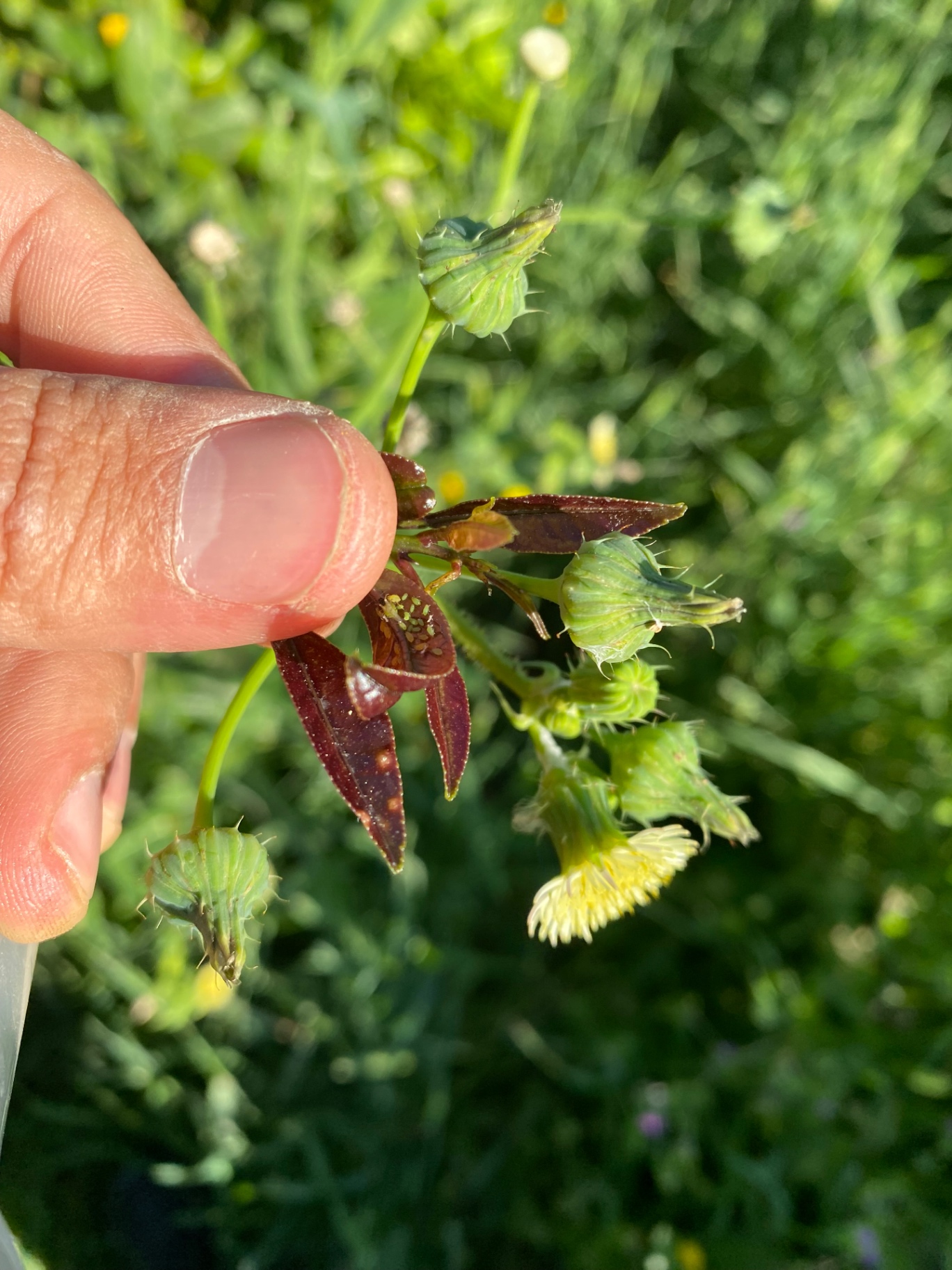 Image without description