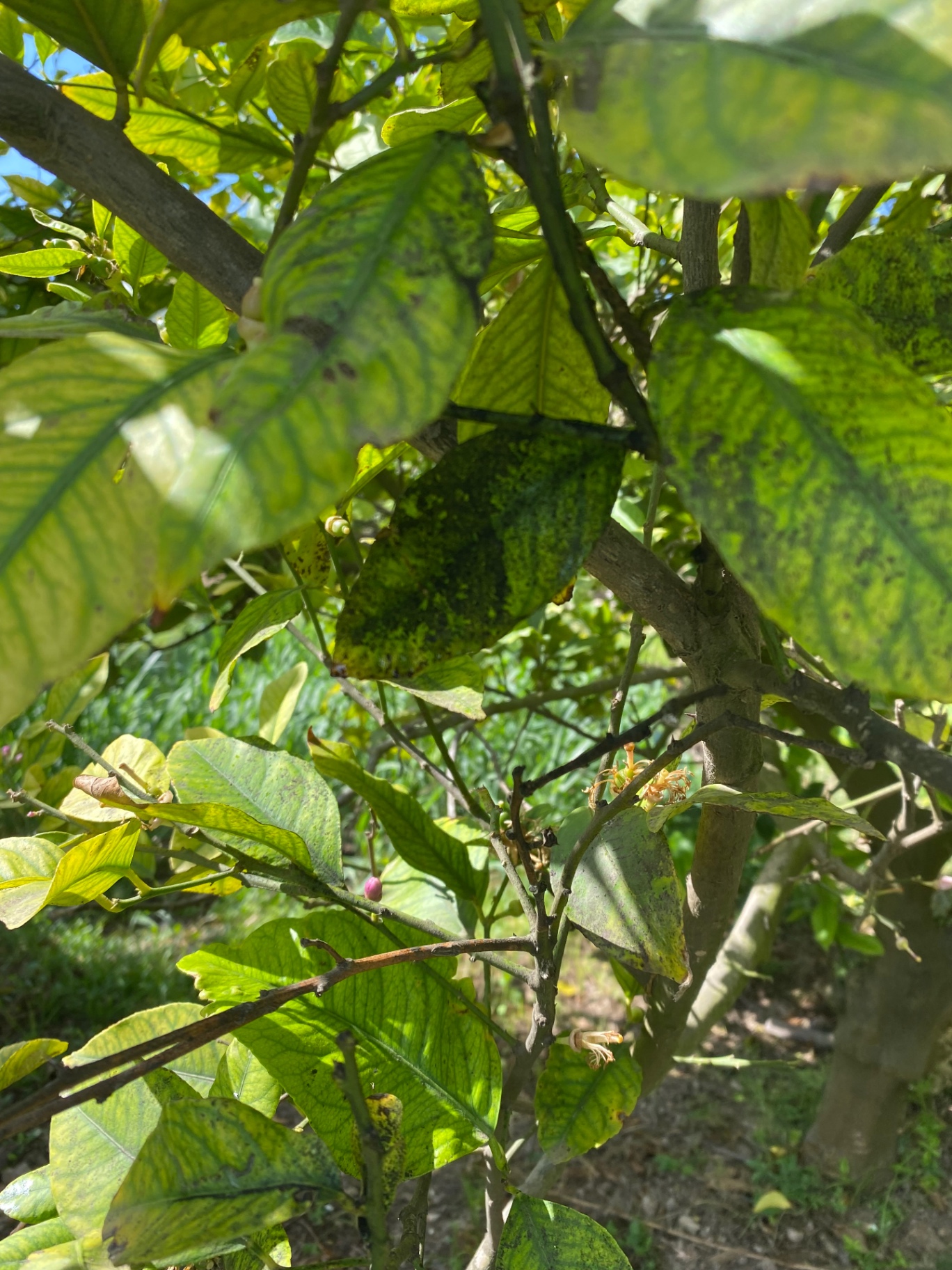 Image without description