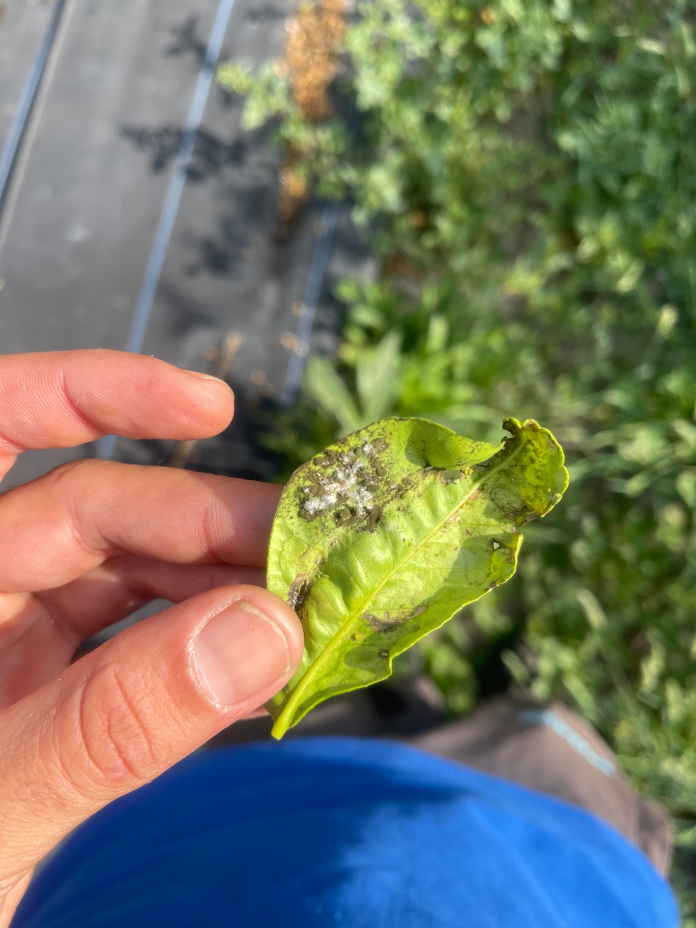 Image without description