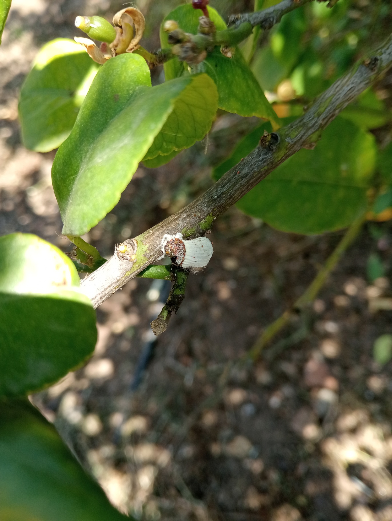 Presencia de Icerya purshasi