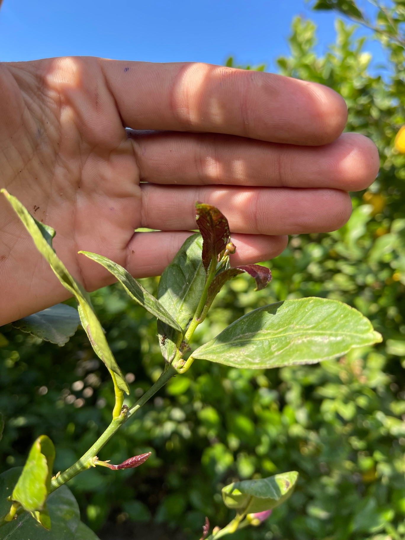 Image without description