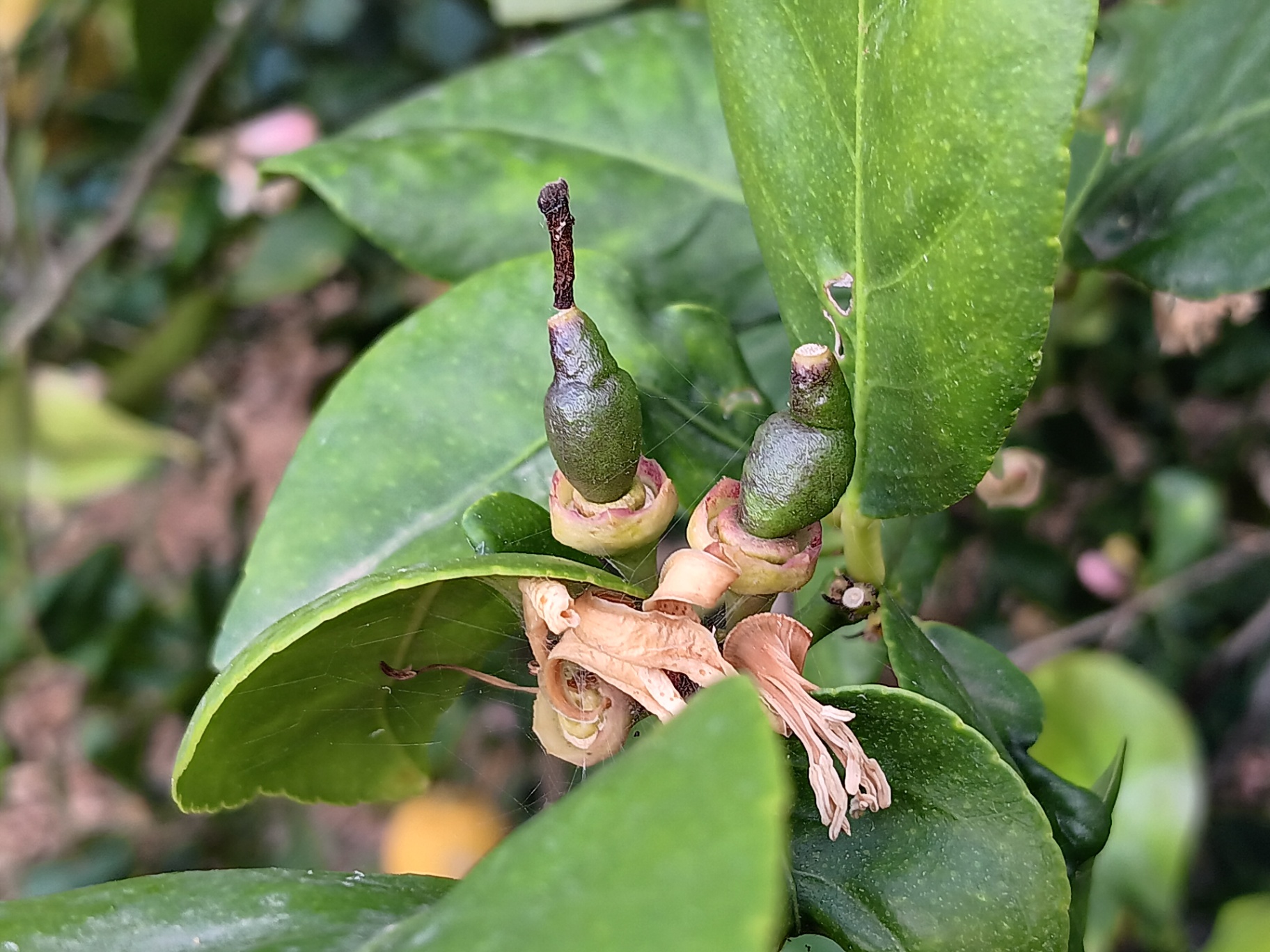 Malformacion en fruto