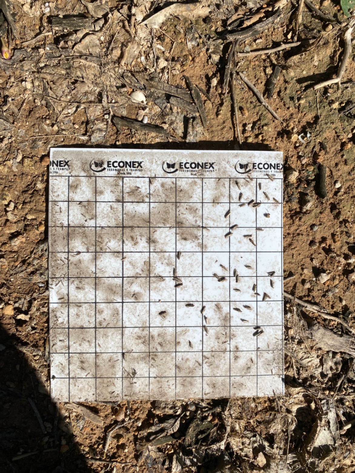 Image without description