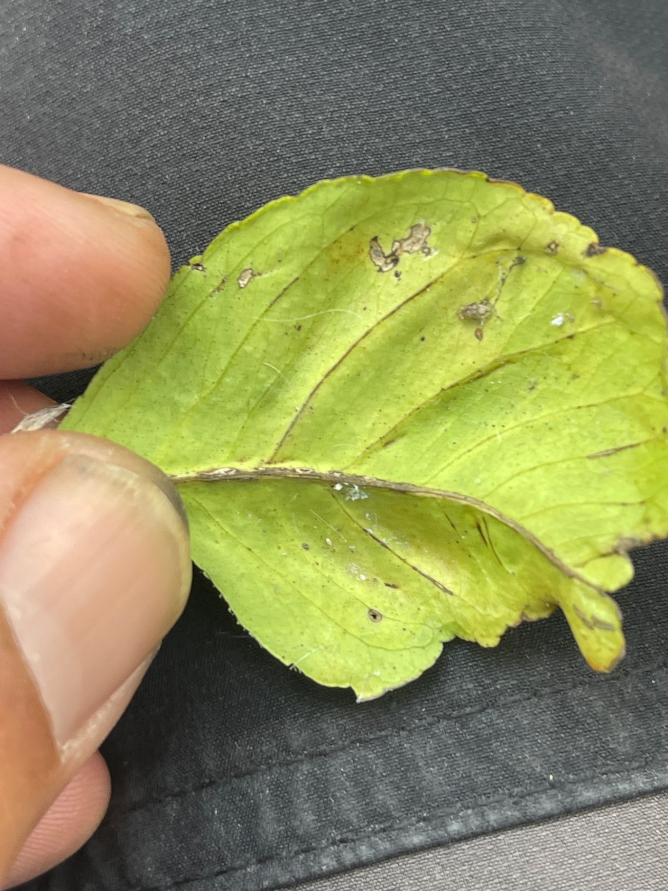 Image without description