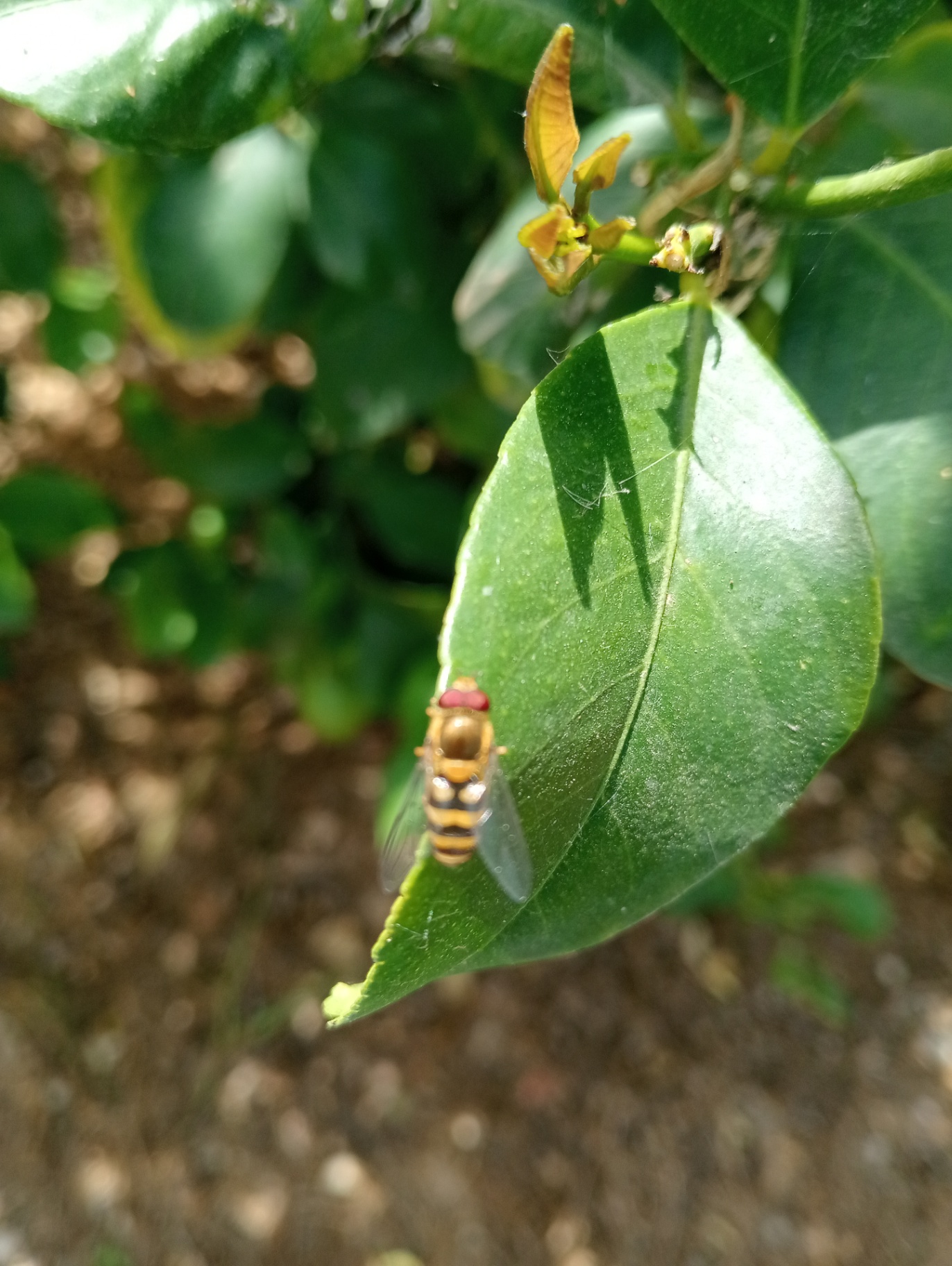 Fauna auxiliar