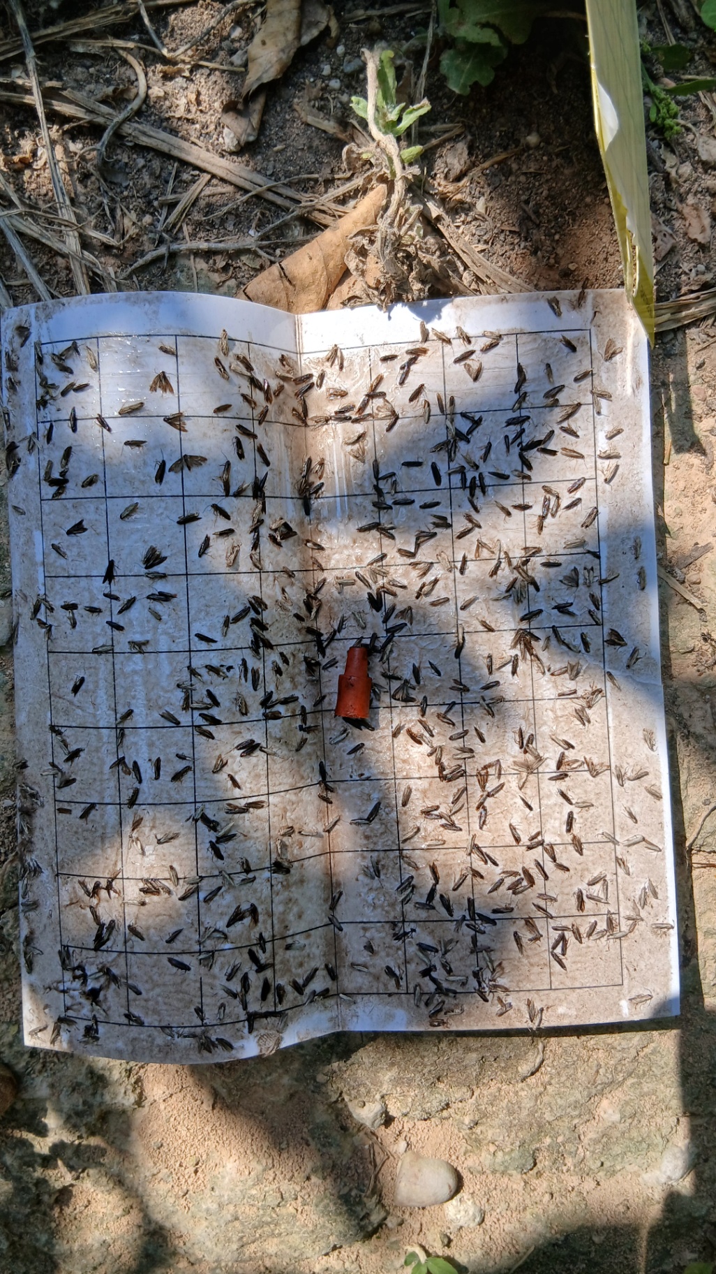Image without description