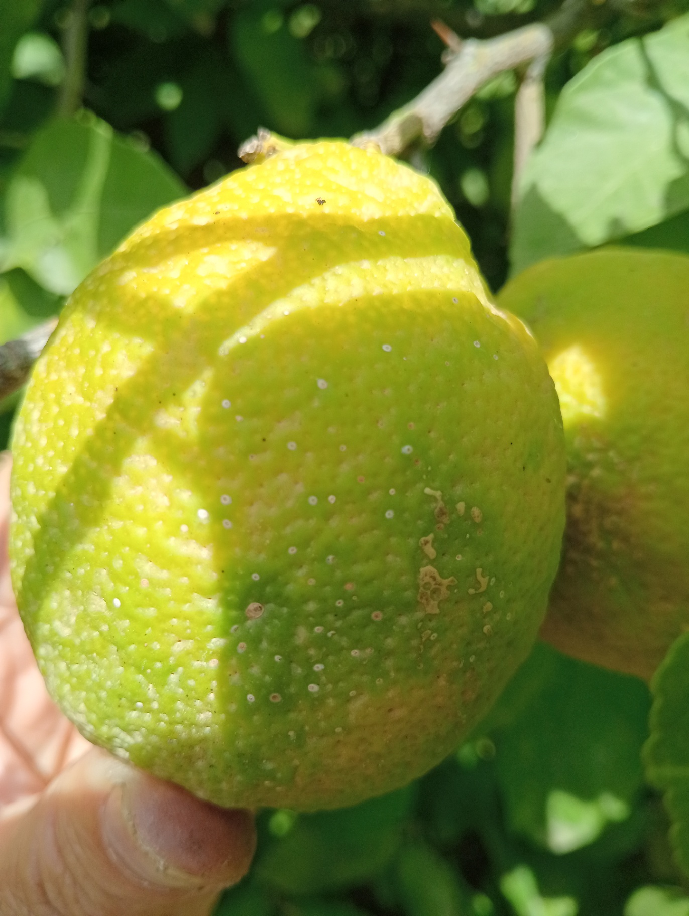 Image without description