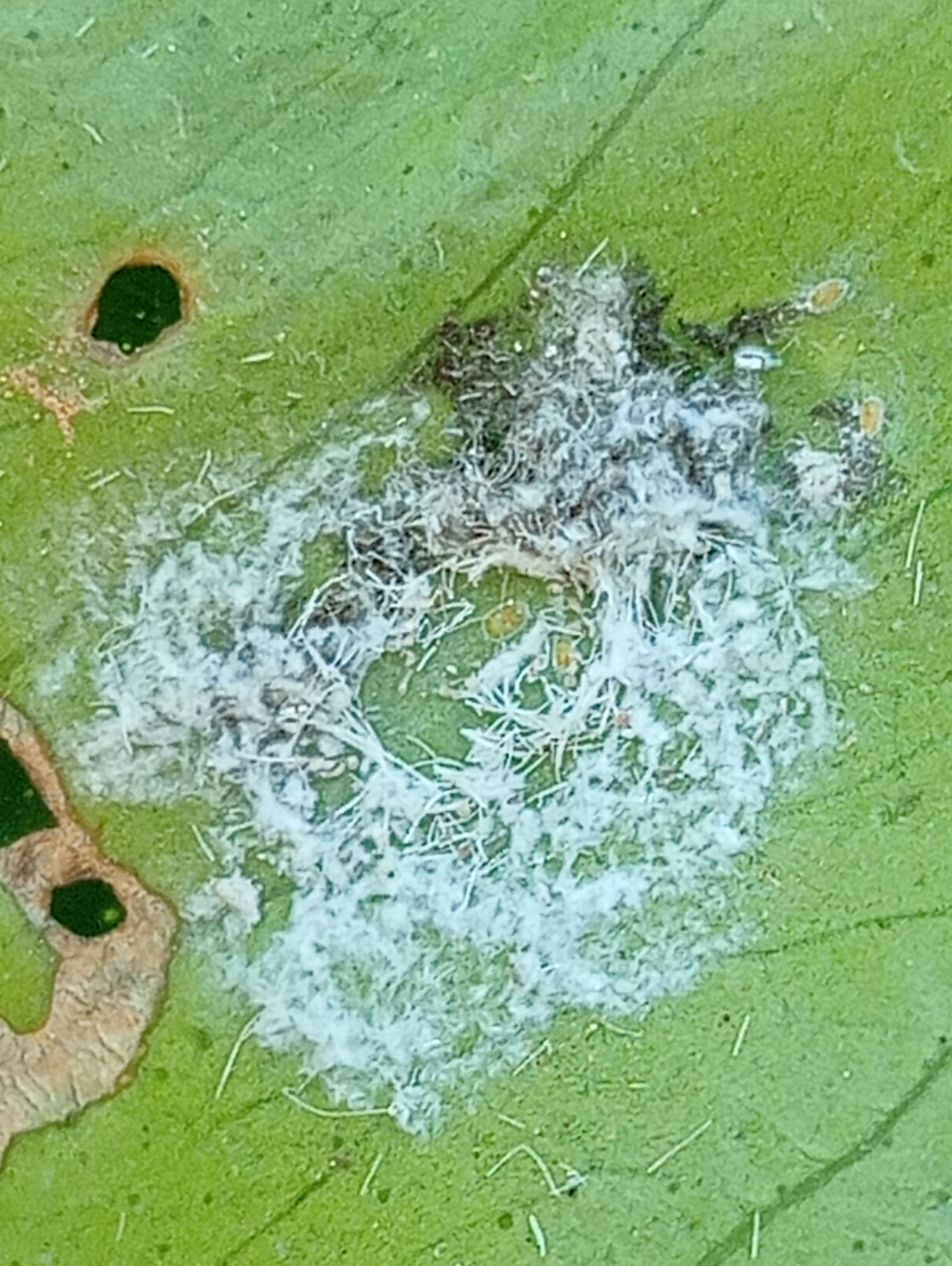 Image without description