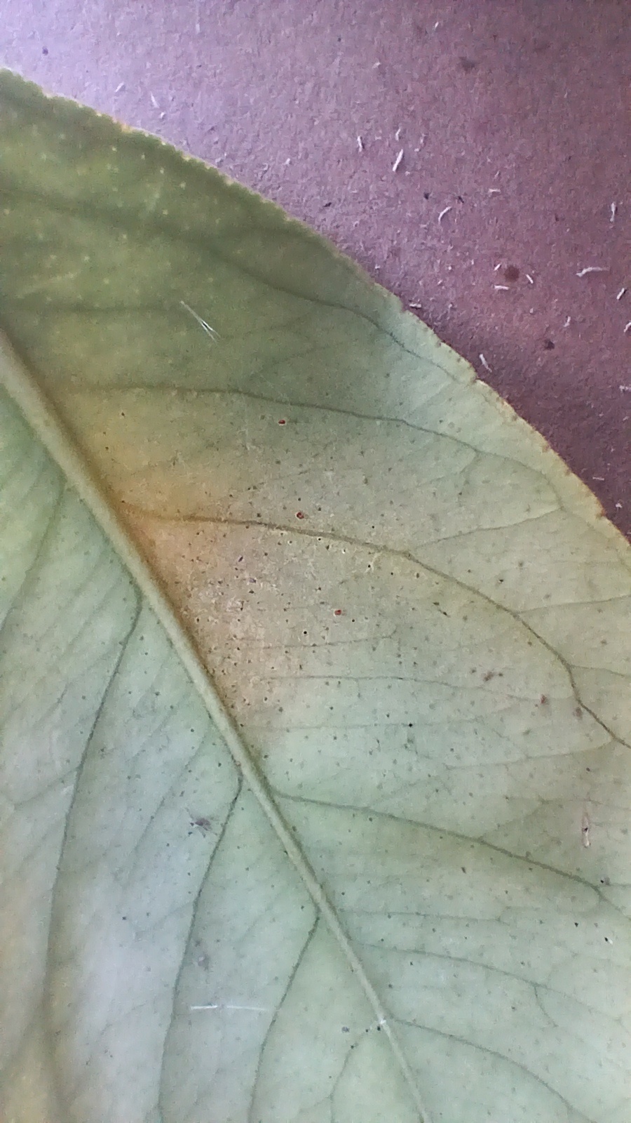 Image without description