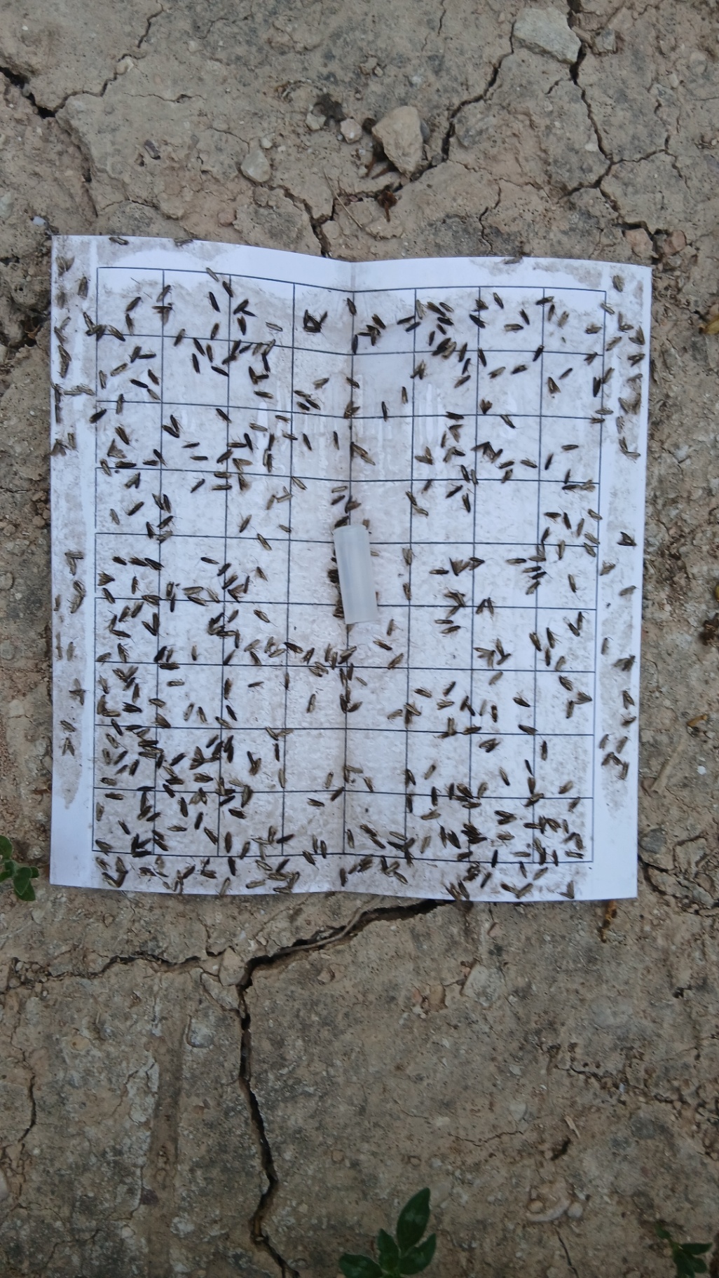 Image without description