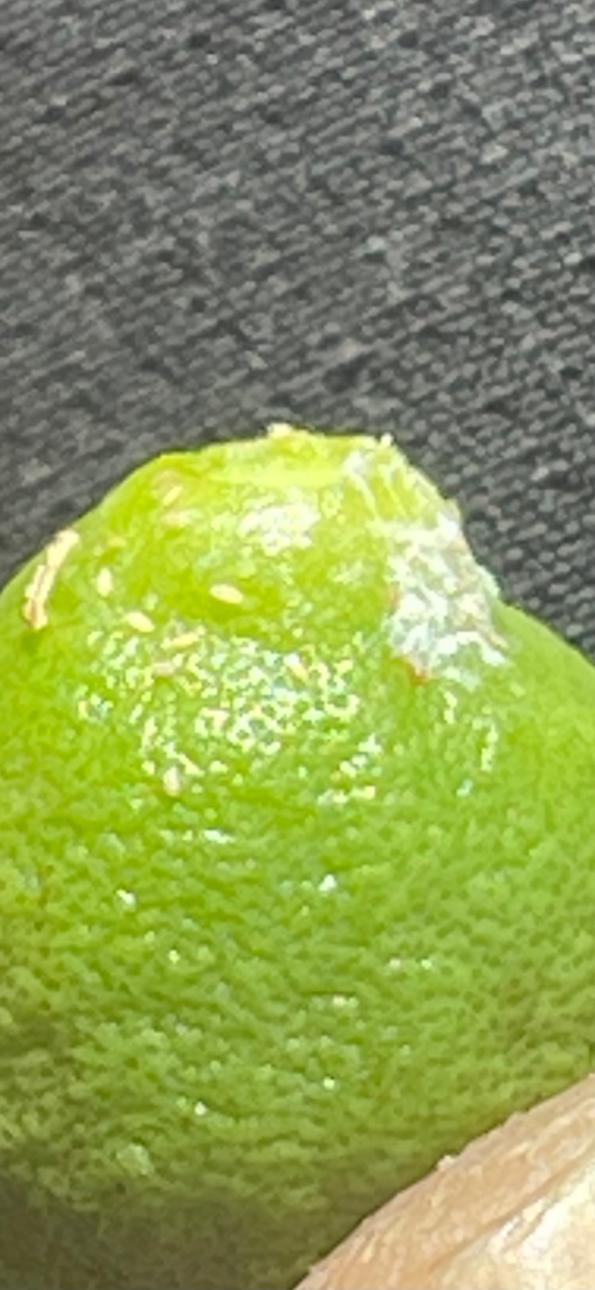 Image without description