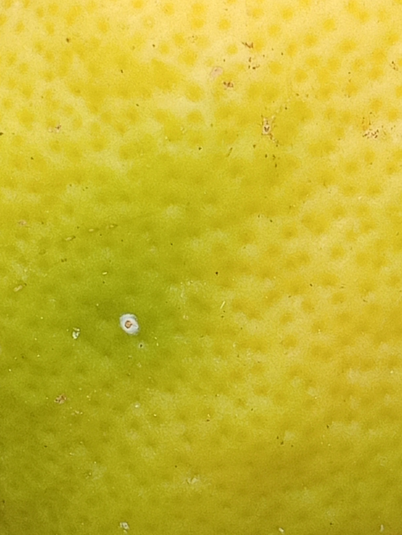 Image without description