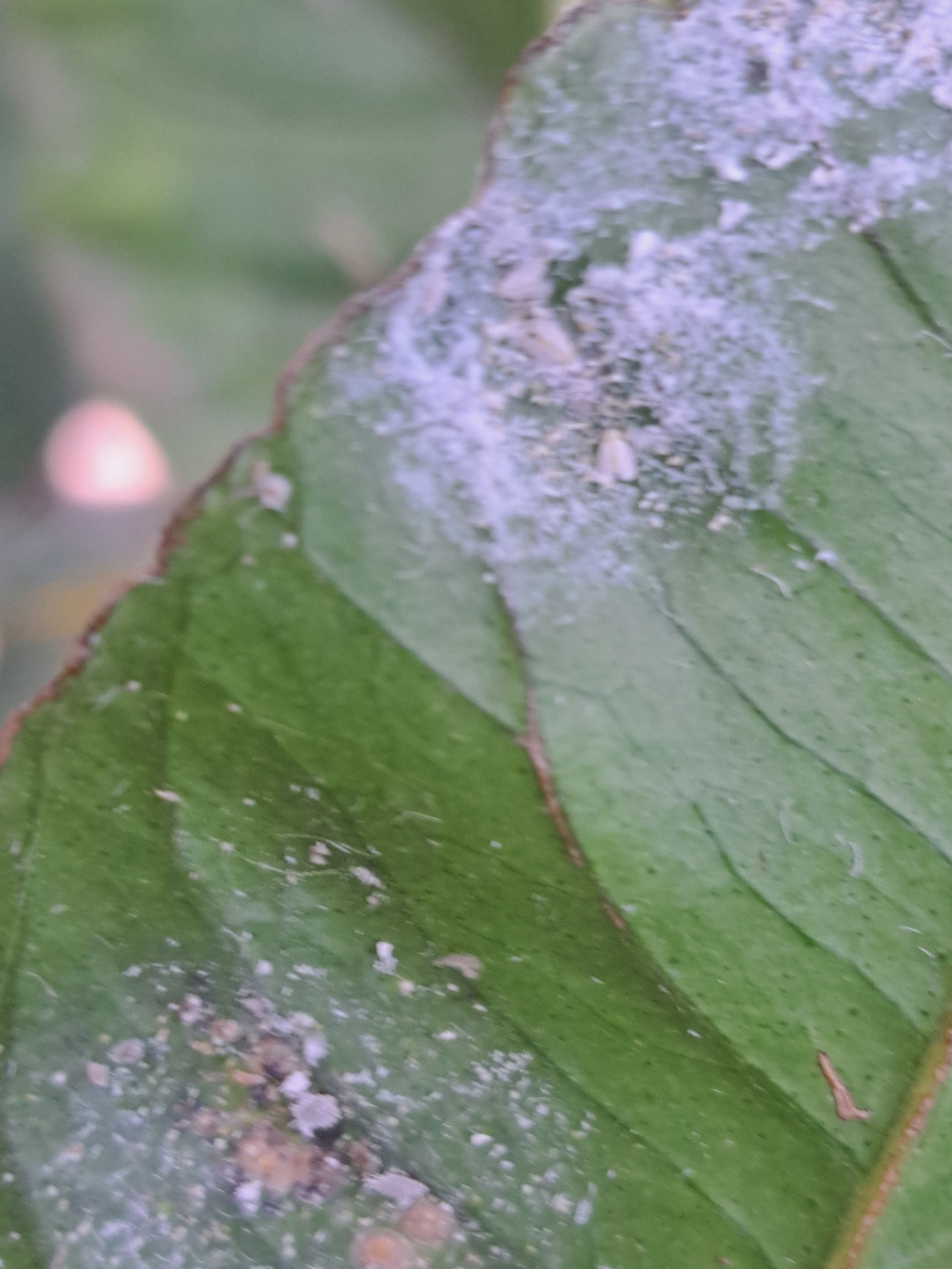 Mscablanca en hoja limonero