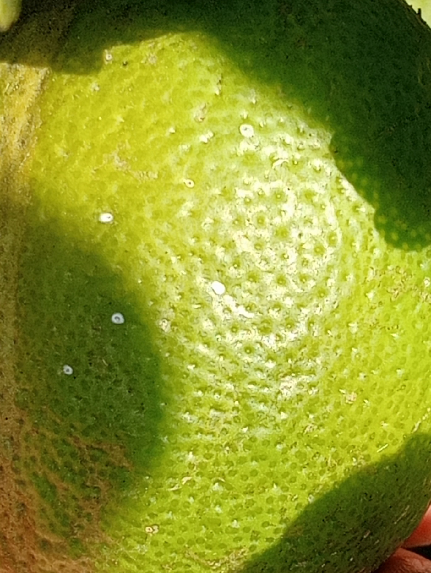 Image without description