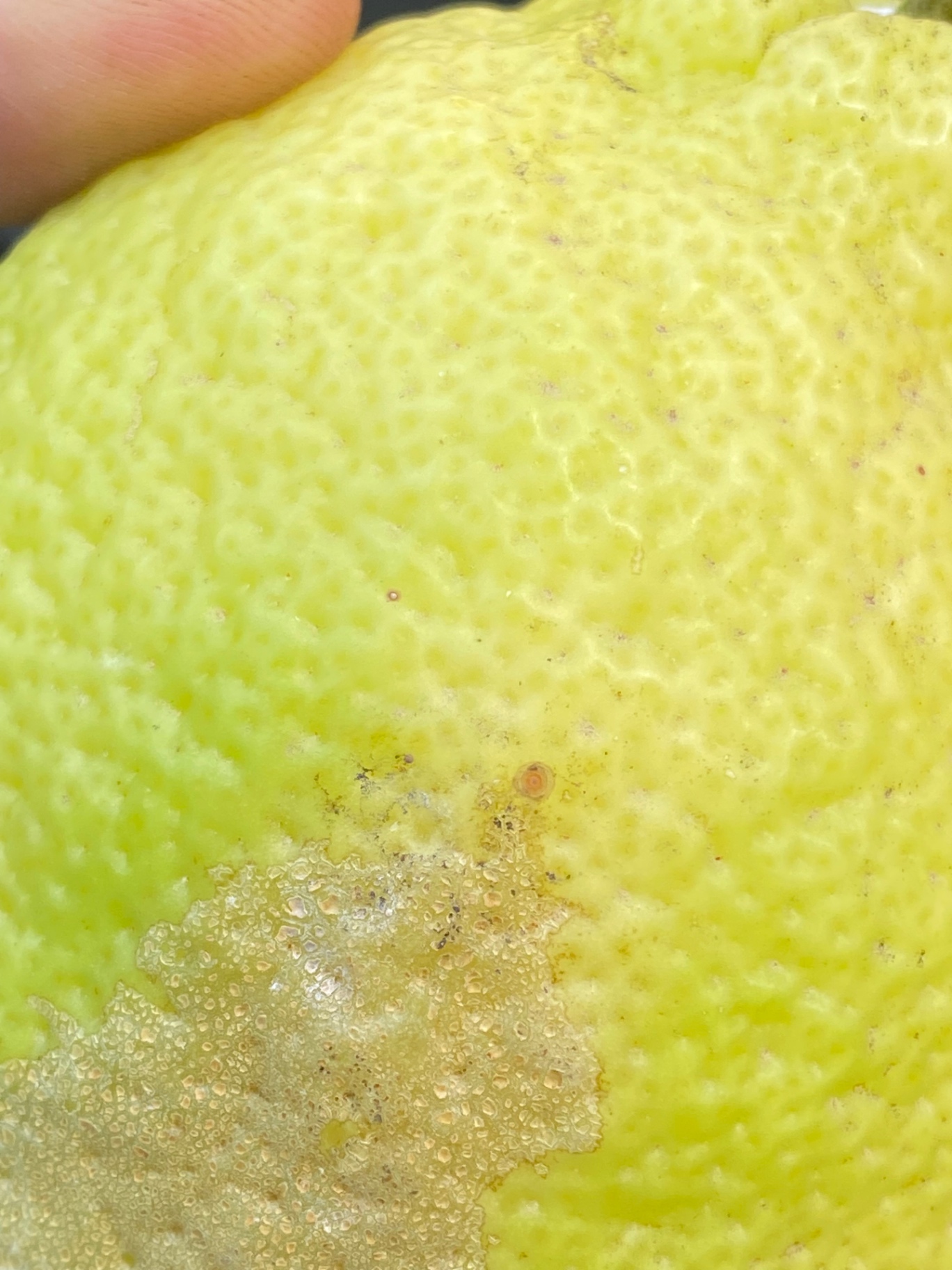 Image without description