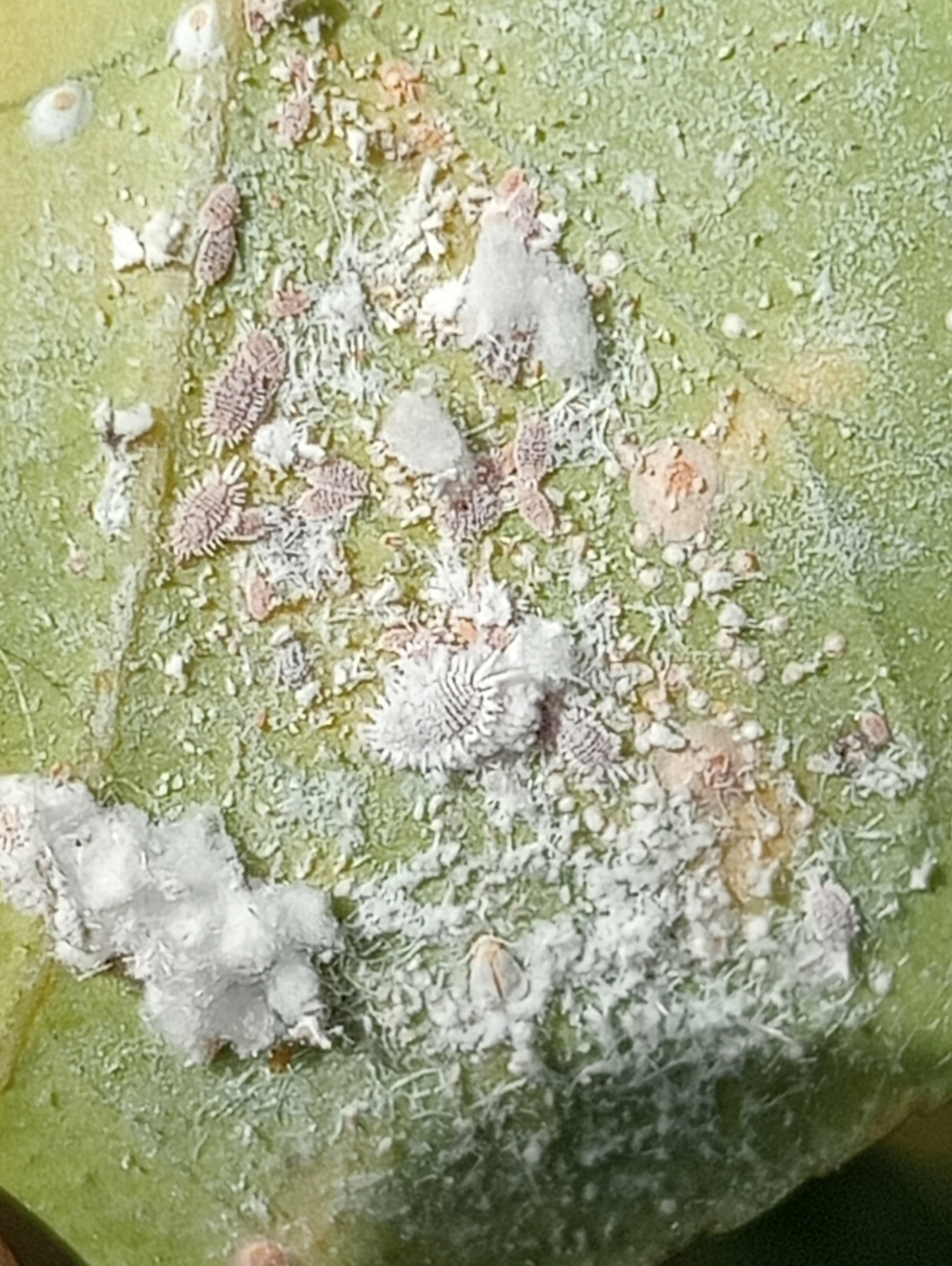 Image without description