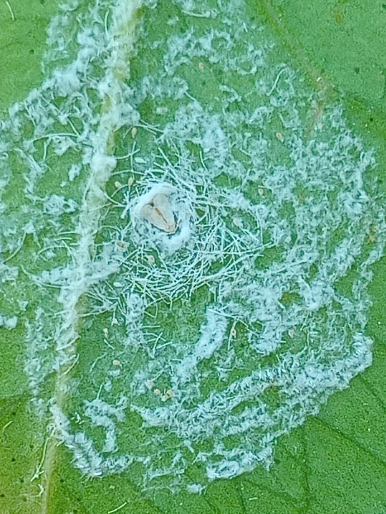 Image without description