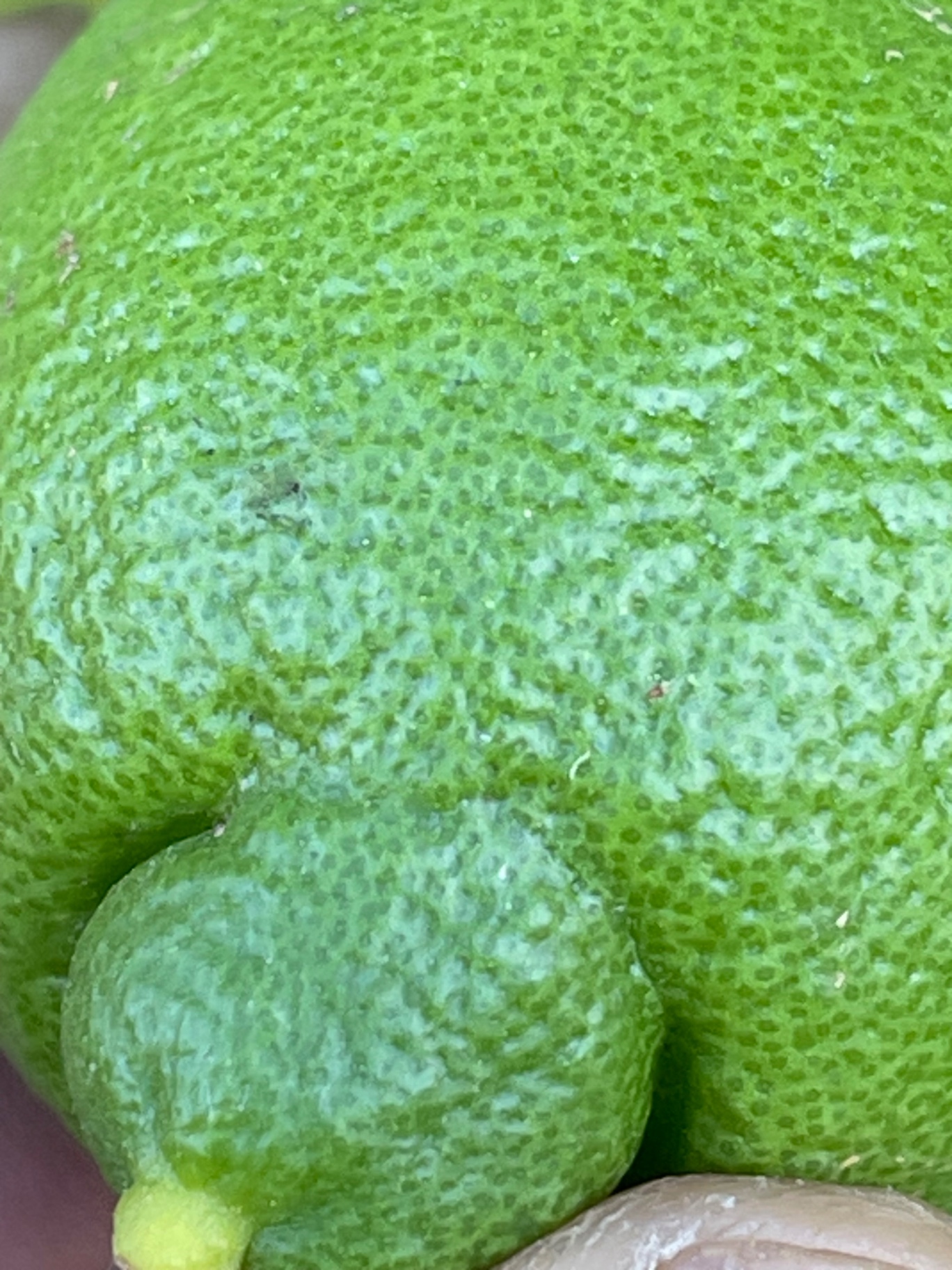 Image without description