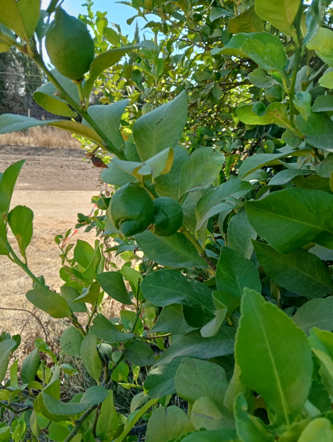 Image without description
