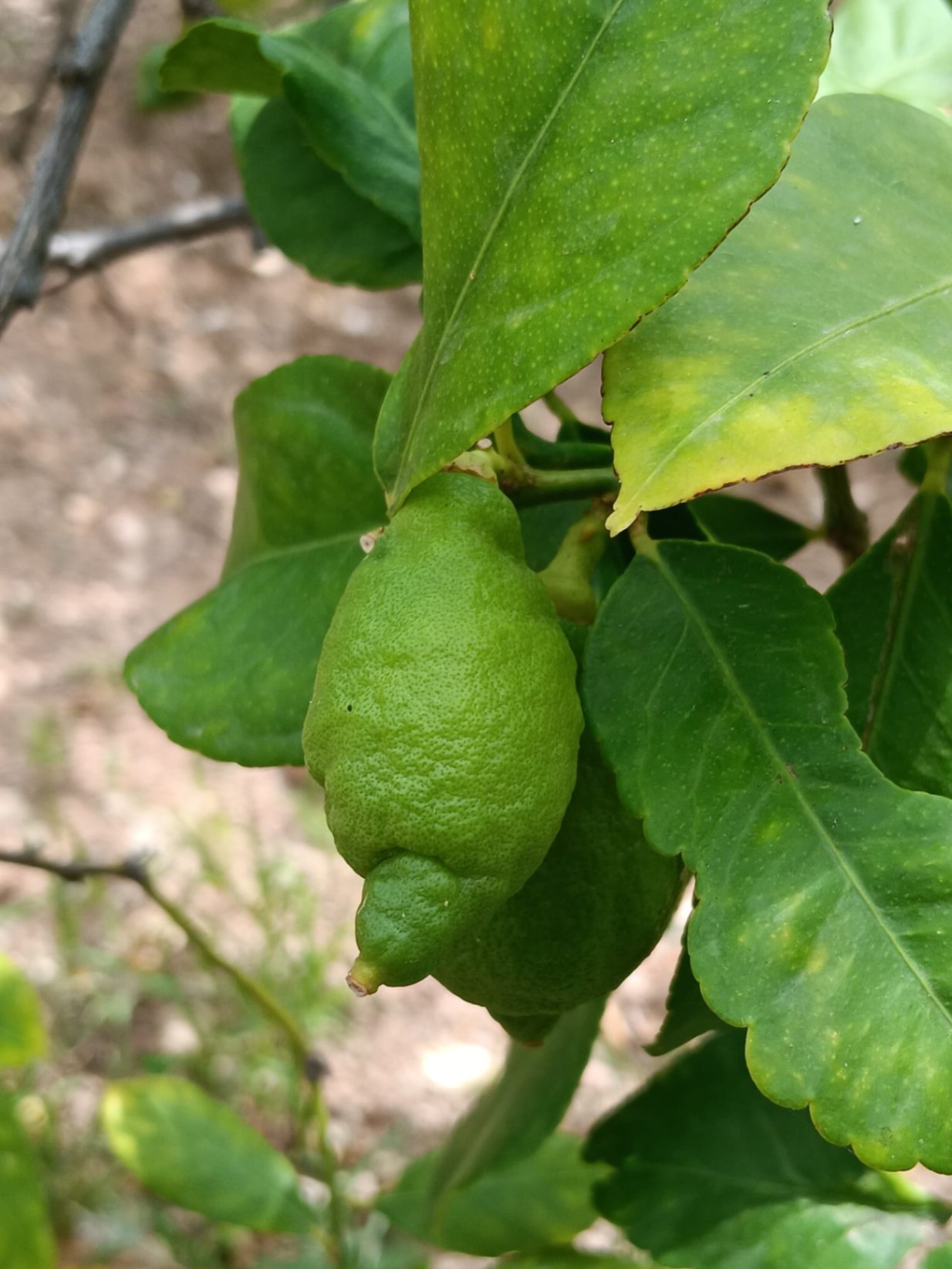 fruta deformado