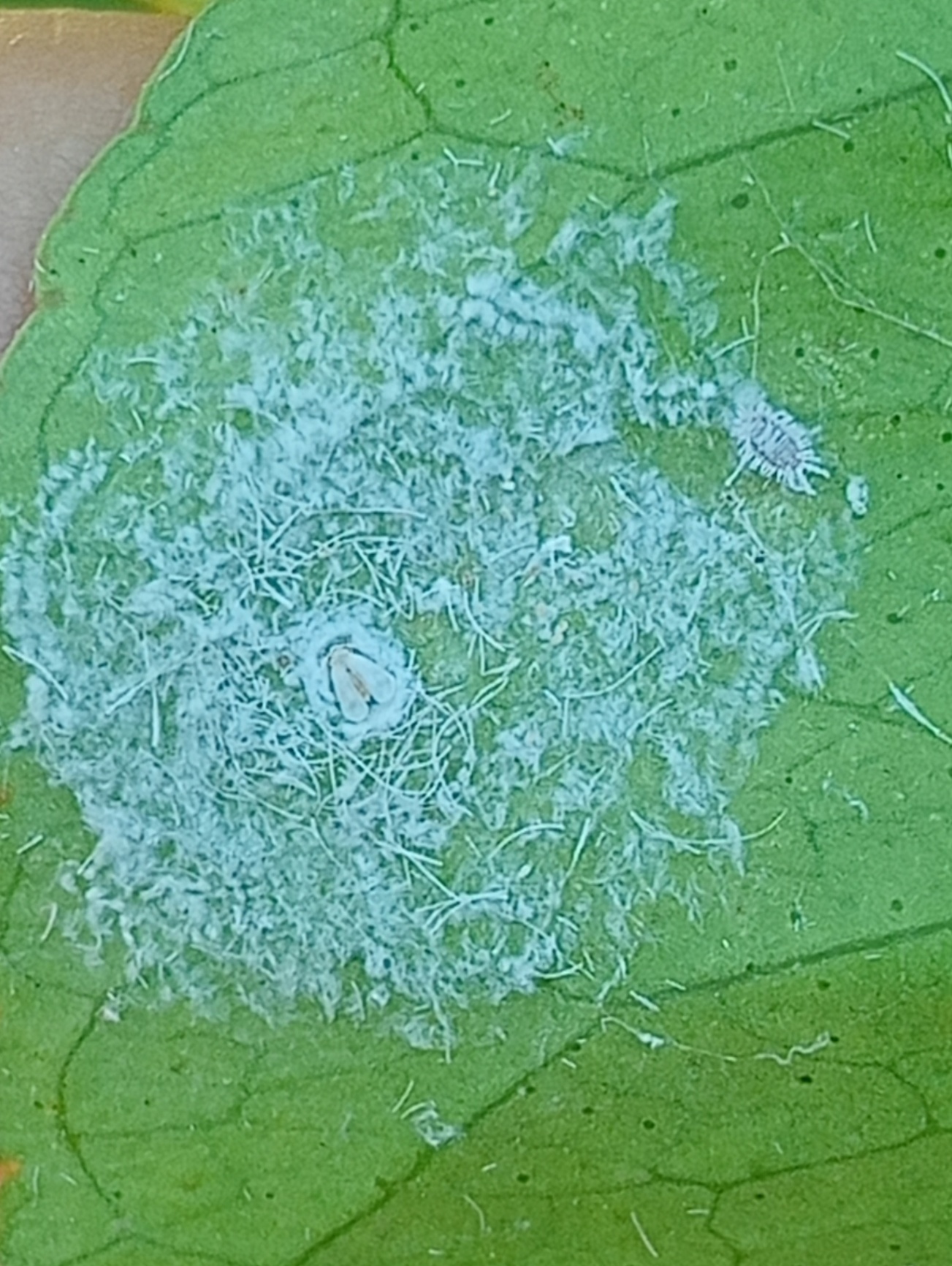 Image without description