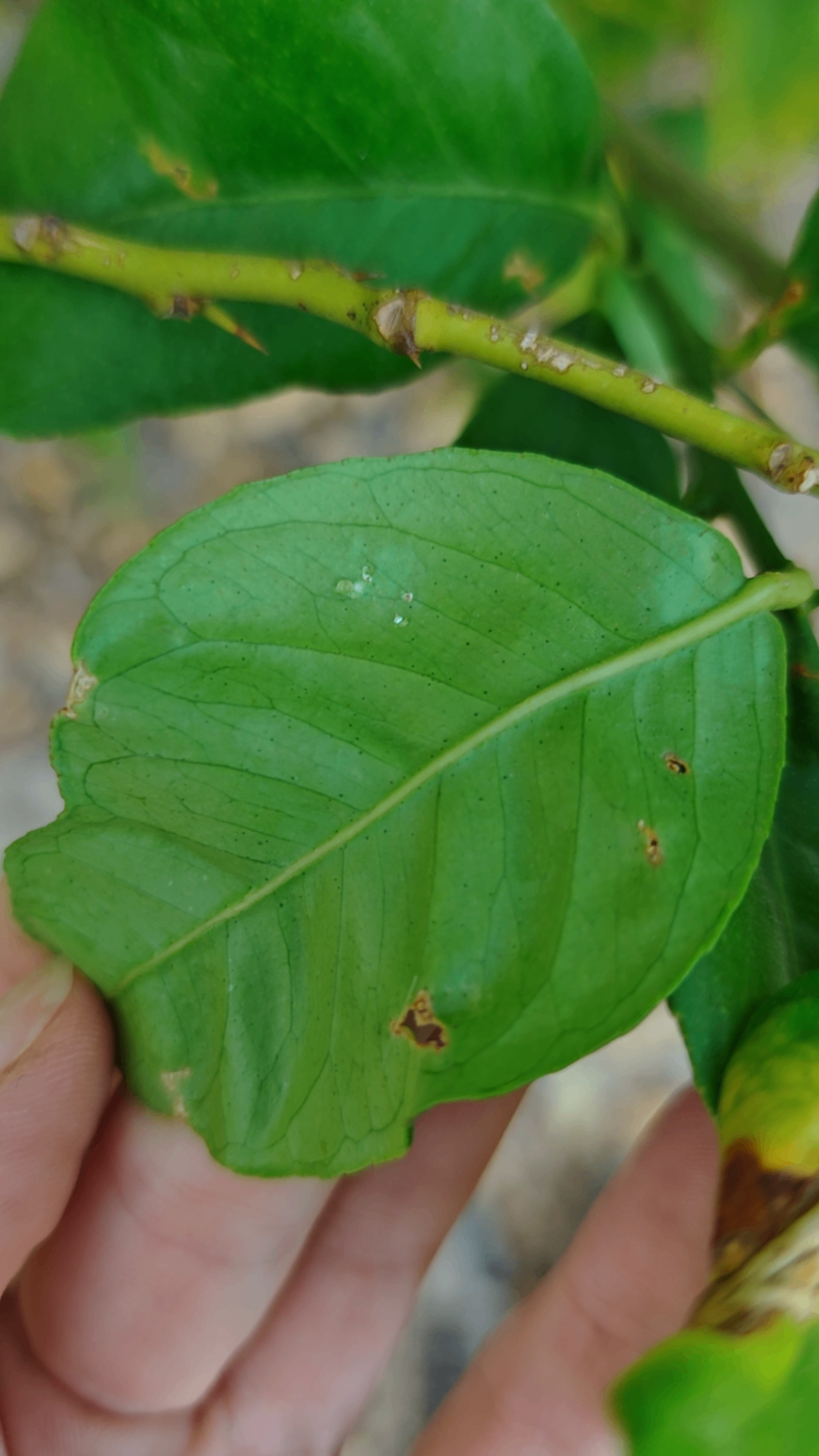 Image without description