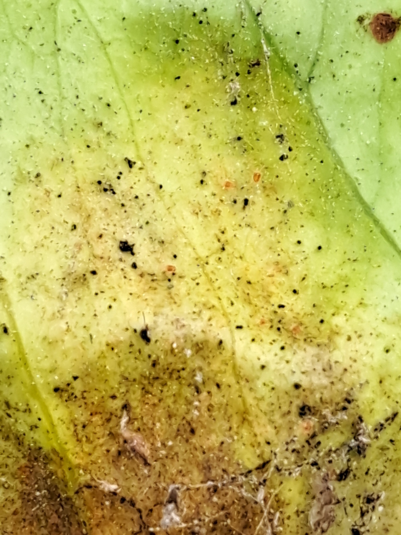 Image without description