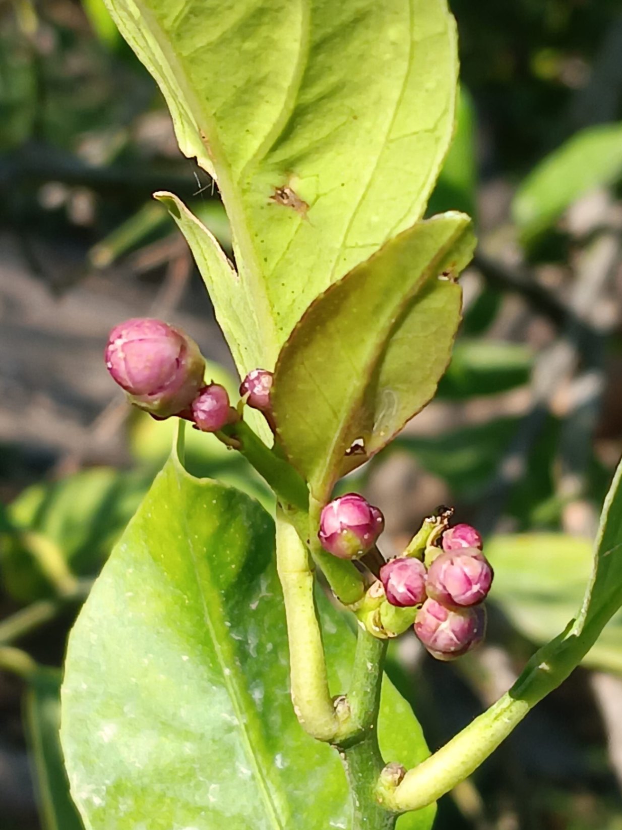 ARBOLES CON BROTACION, FLOR Y FRUTA