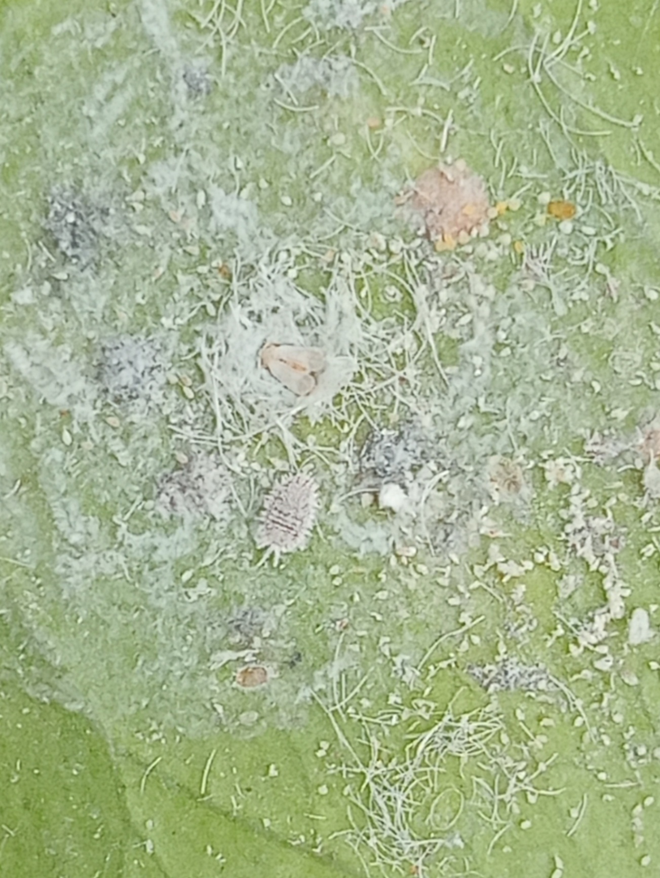 Image without description