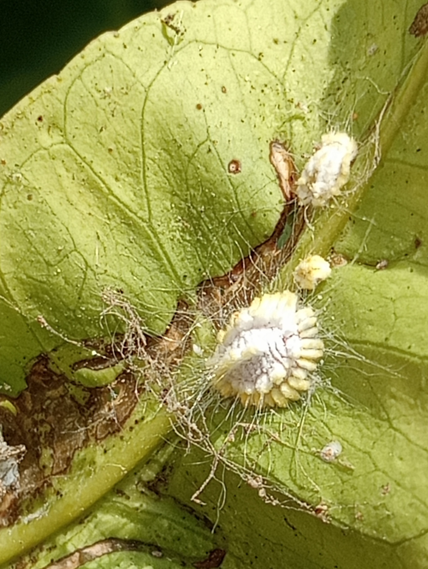 Icerya Seychellarum