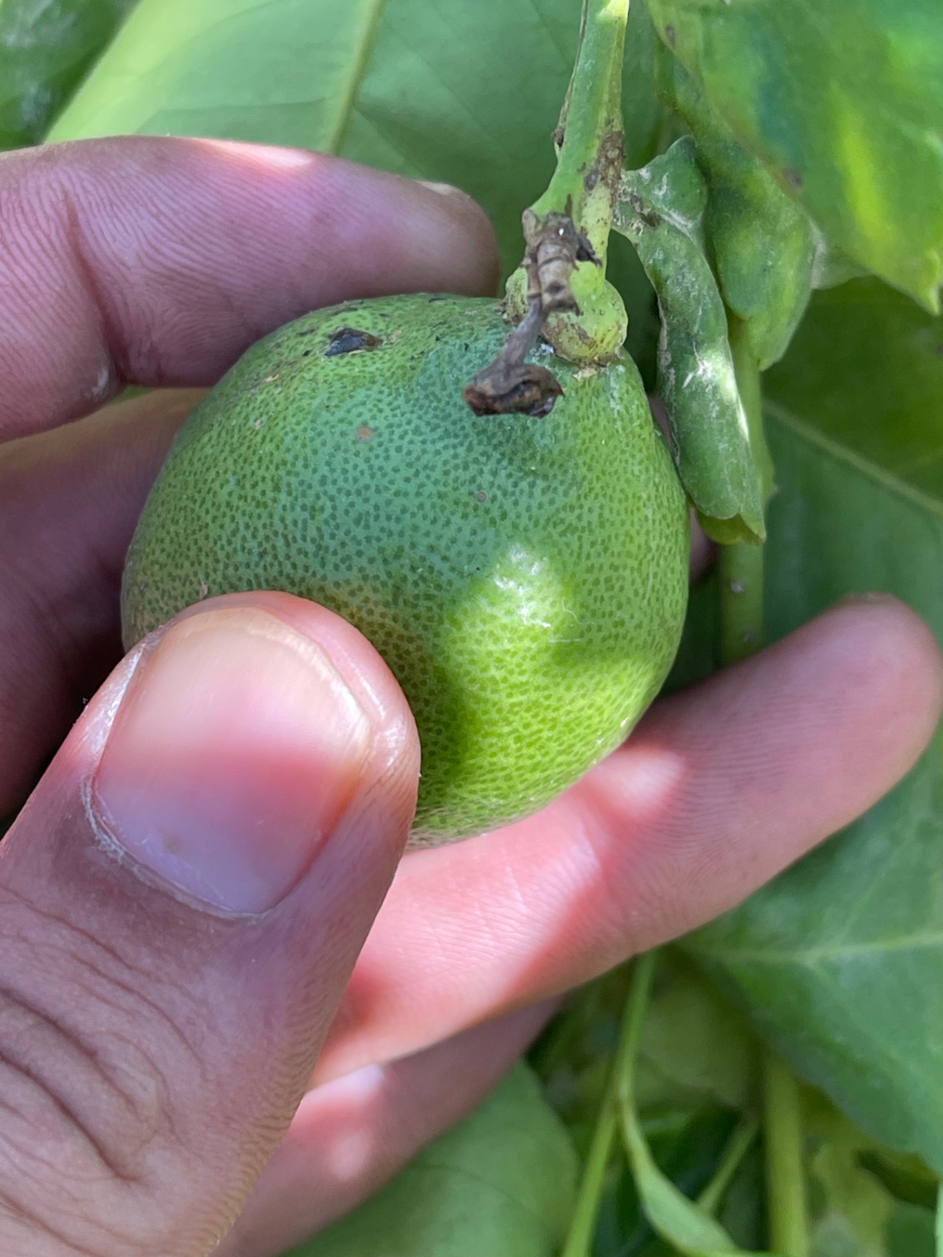 Image without description