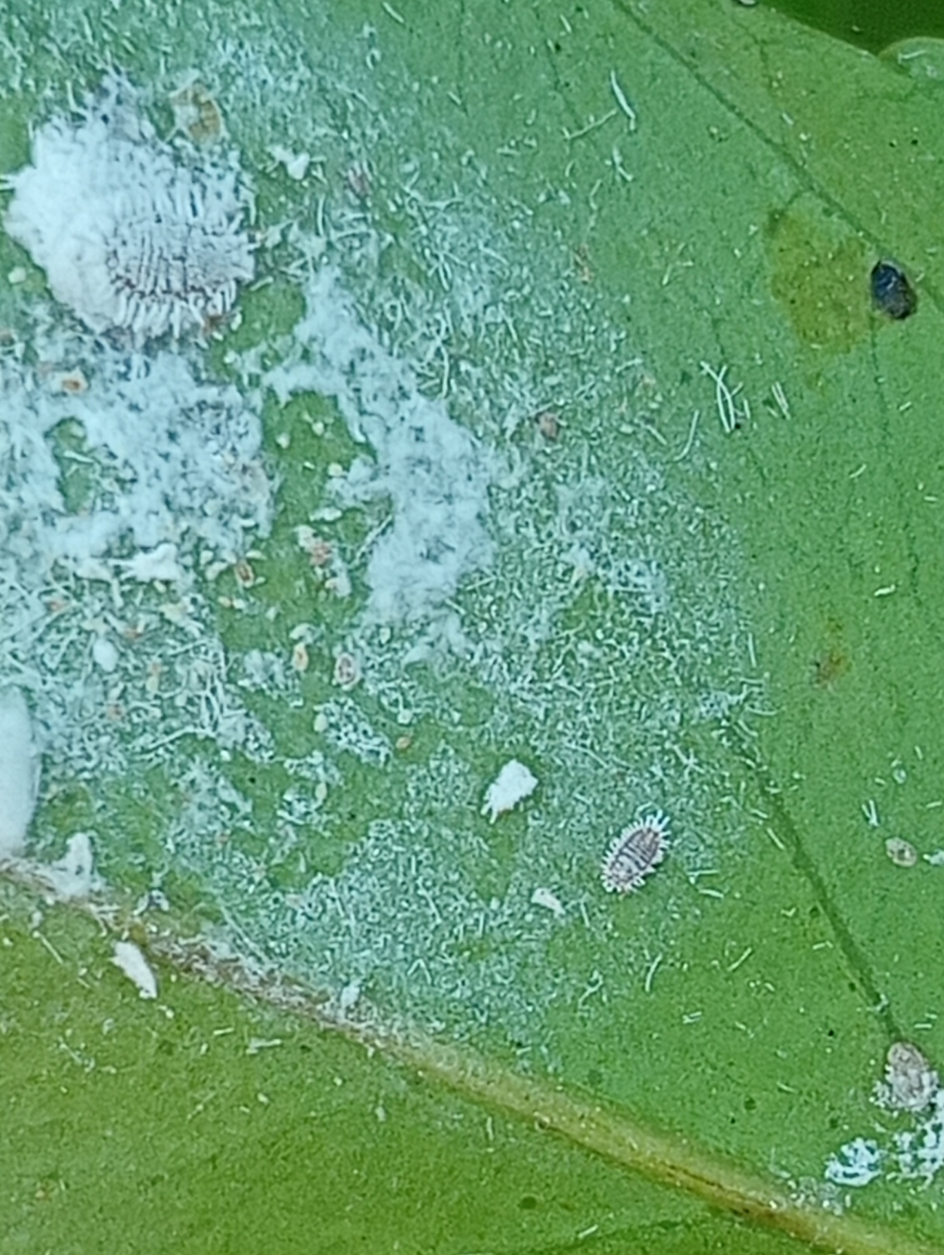 Image without description