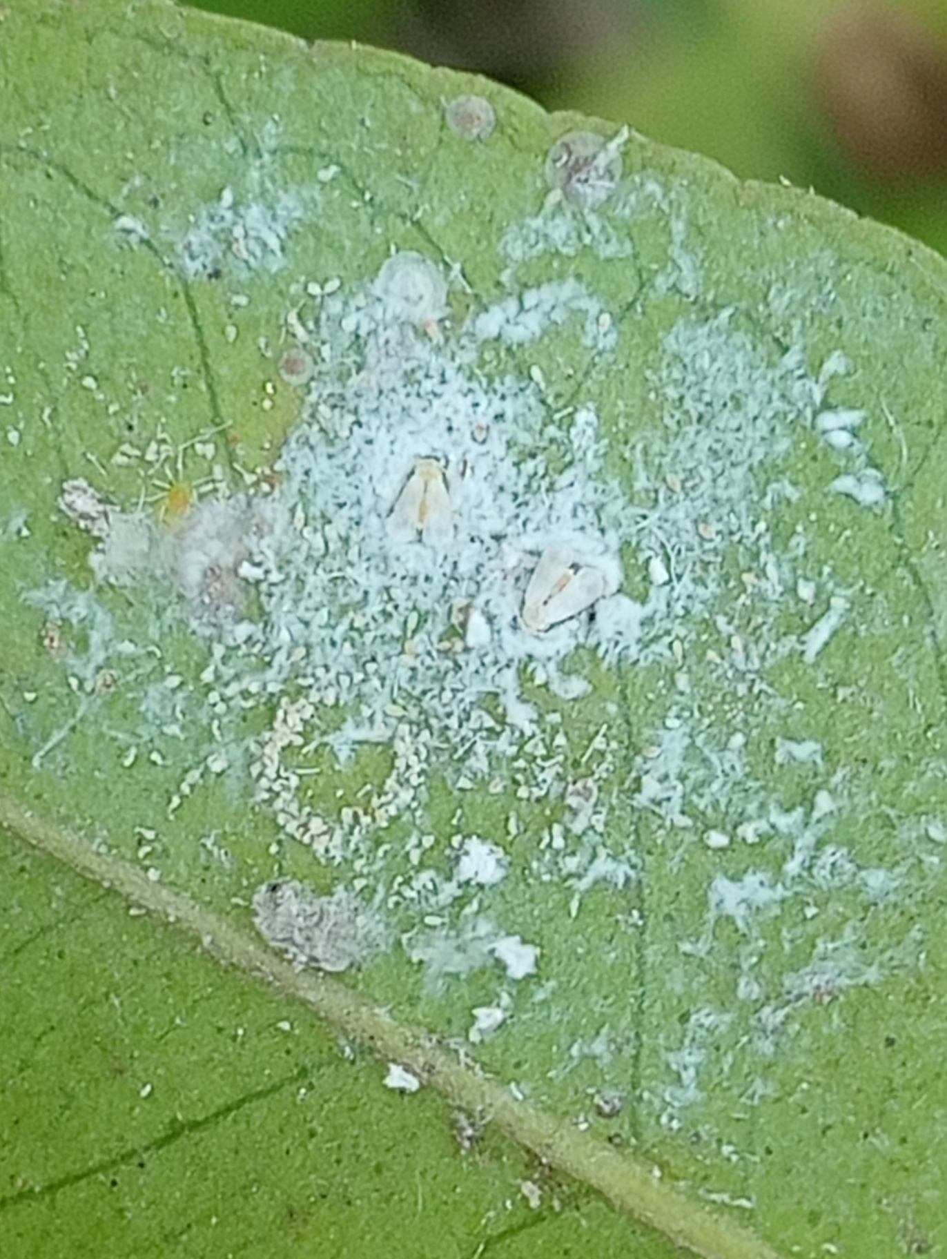 Image without description