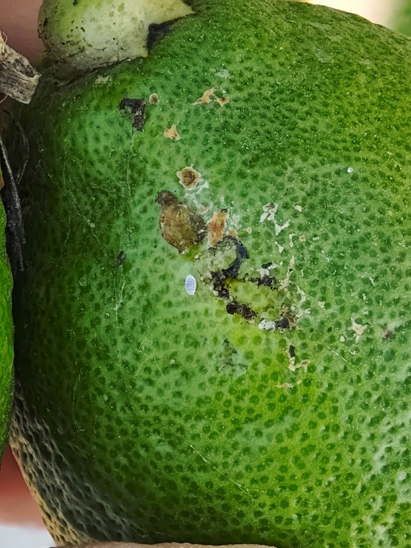 Image without description
