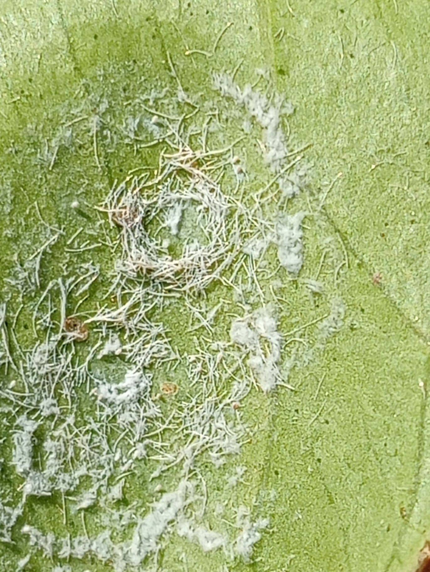 Image without description