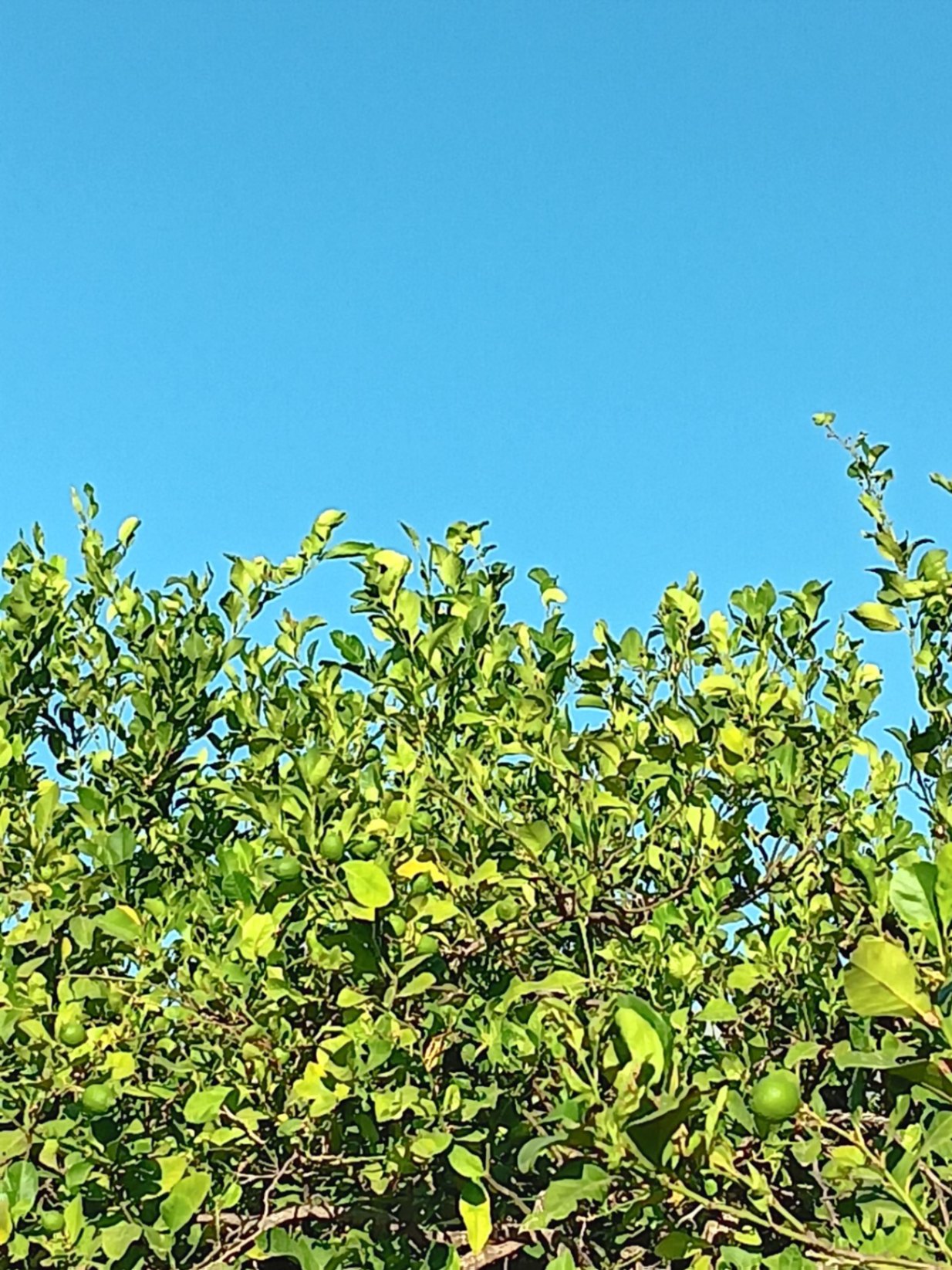 SE APRECIA QUE LA PARTE ALTA DE LSO ARBOLES ESTAN PACECIENDO LA CALOR DE ESTE VERANO (RIEGO A MANTA)