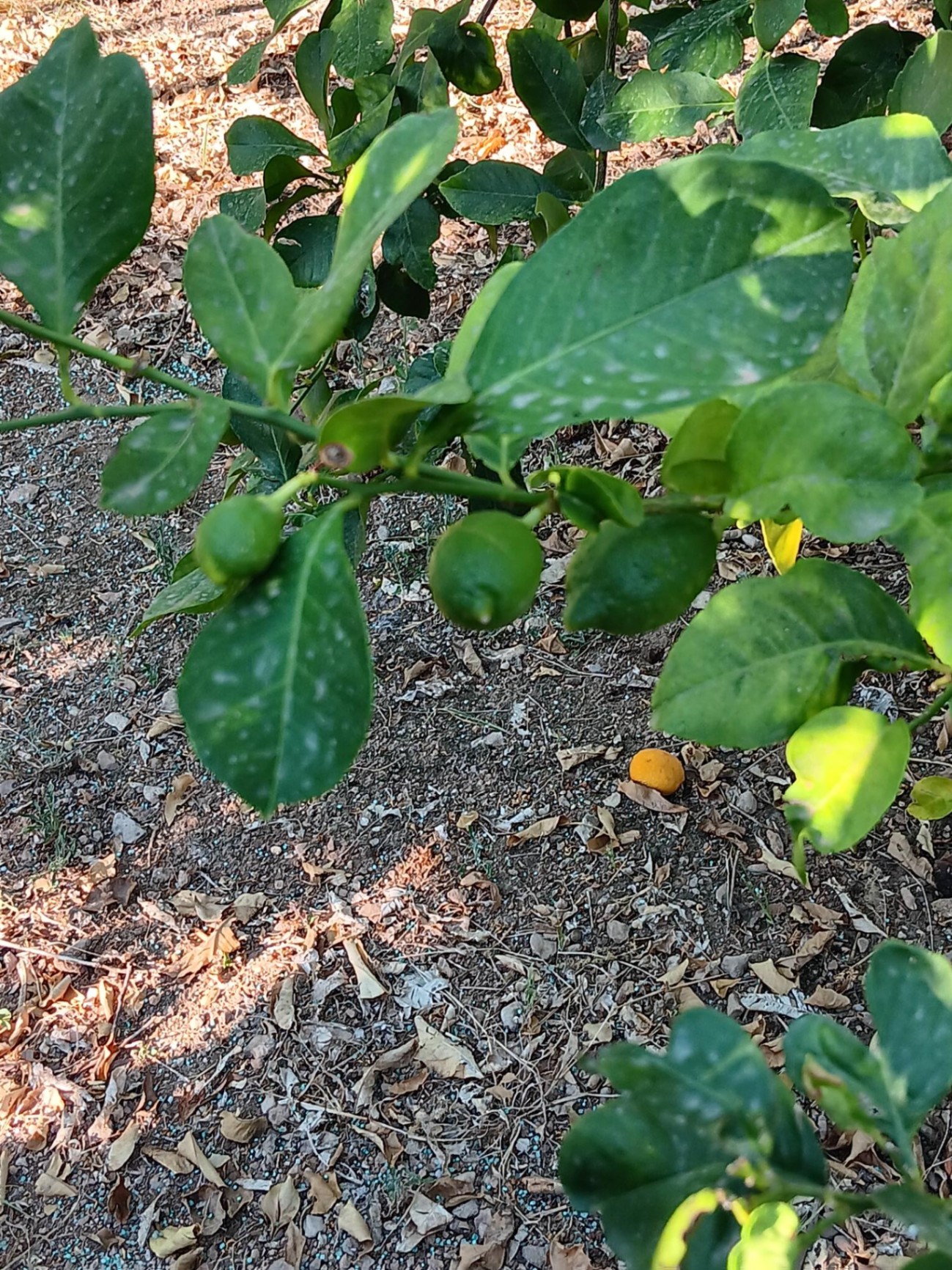 DIFERENTES ESTADIOS DE FRUTA