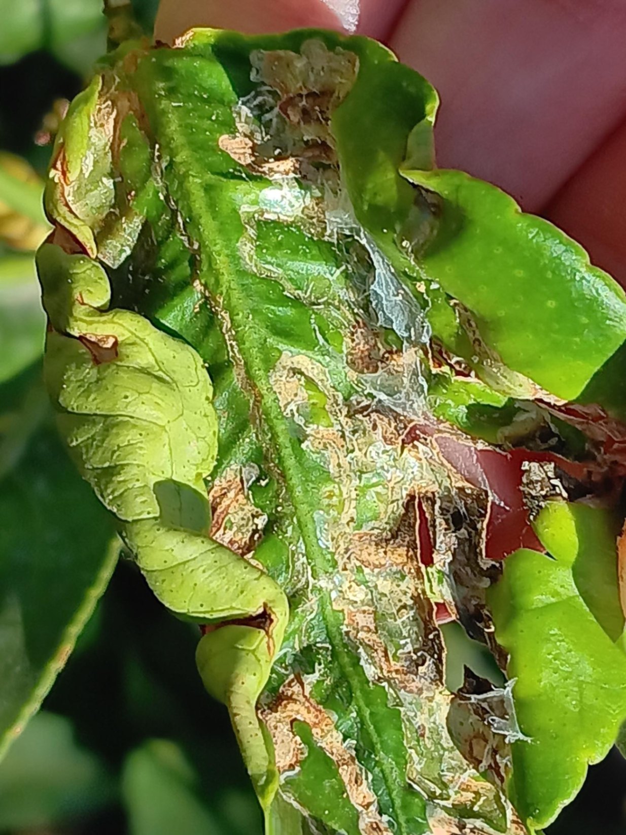EFECTOS MINADOR Y ARAÑA