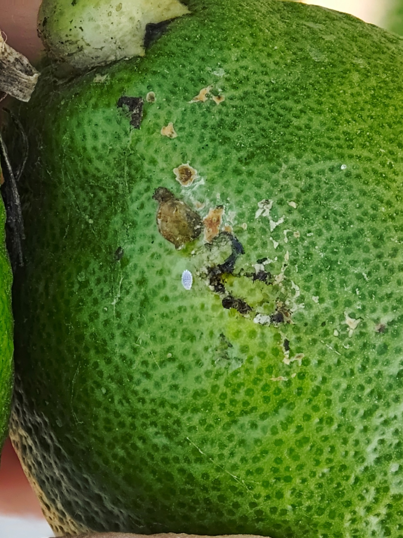 Image without description