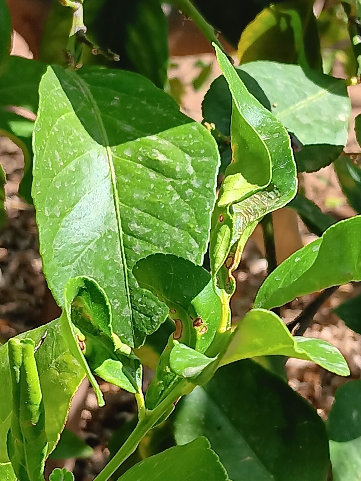 daño en hoja