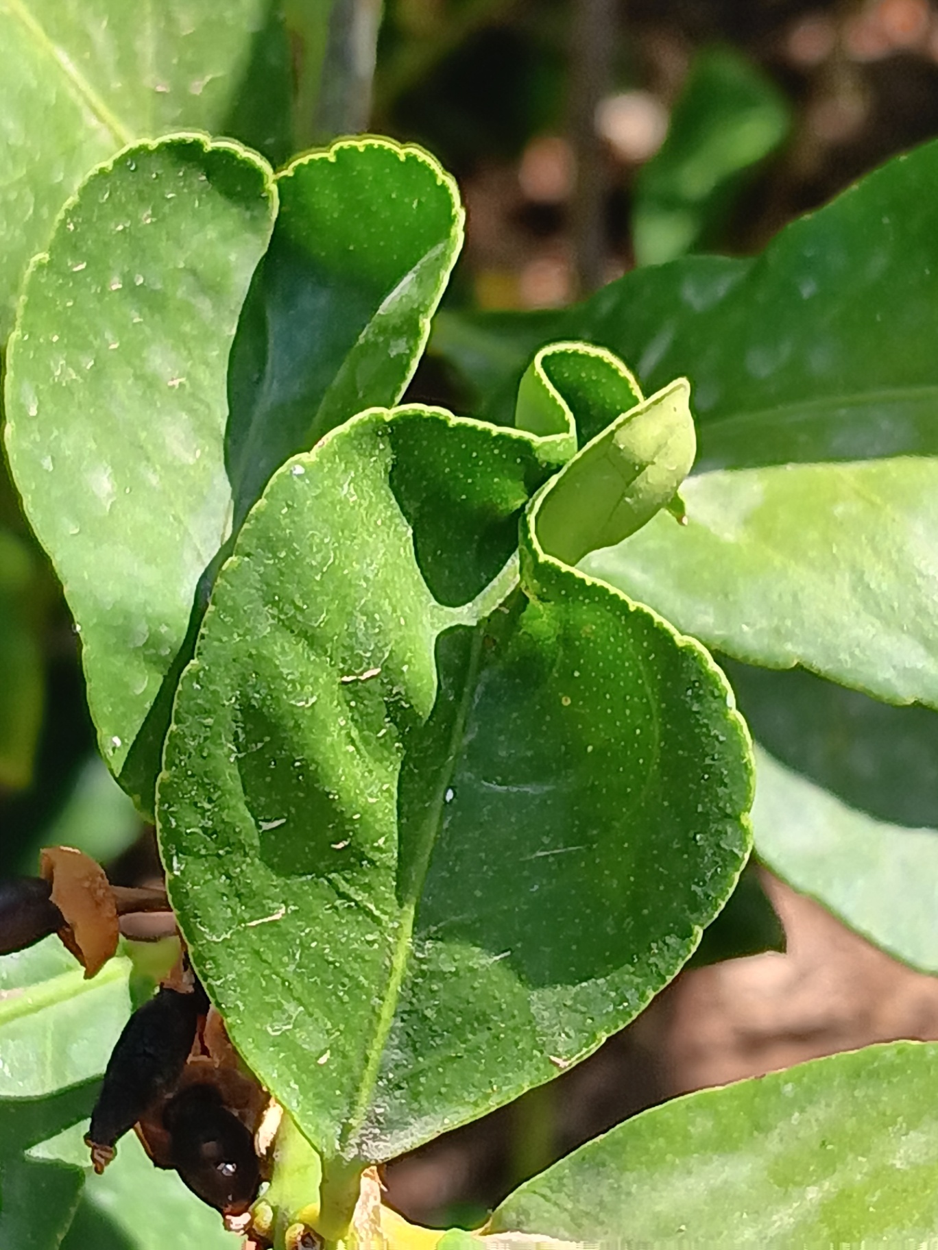 Daño en hoja