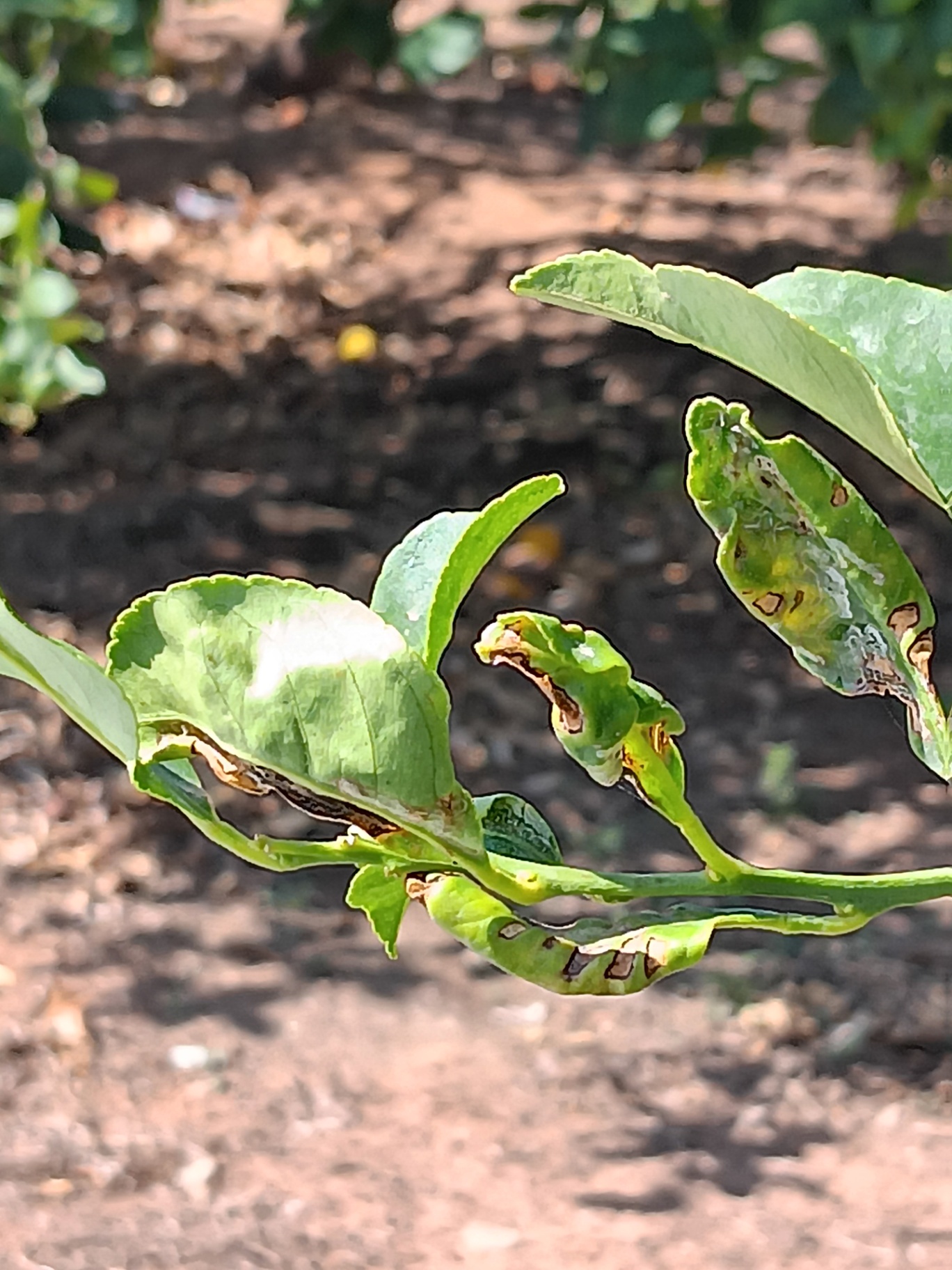 daño en hoja