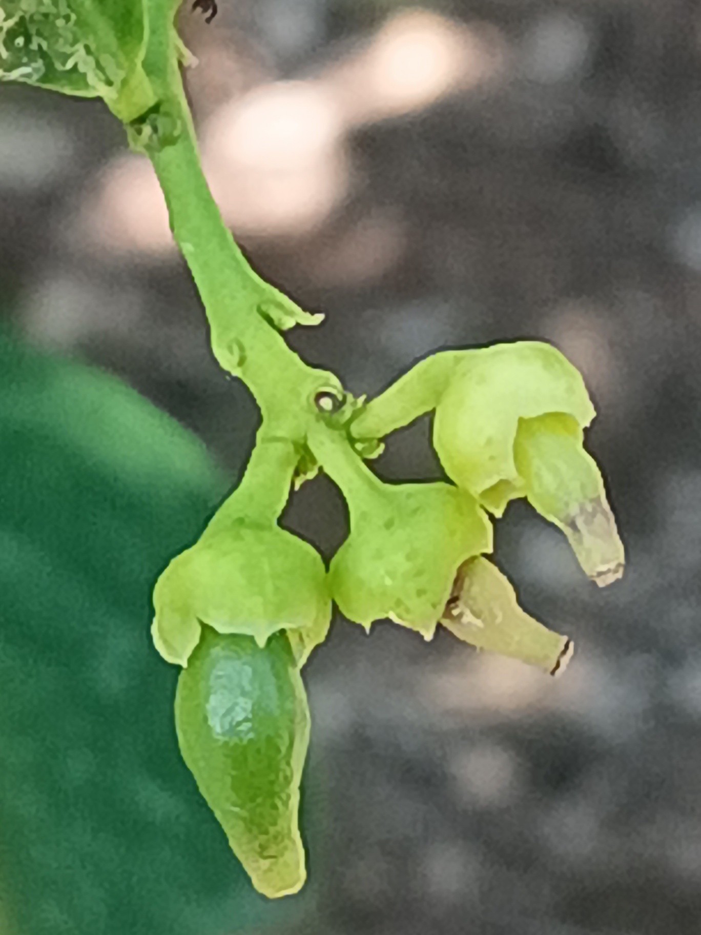 Frutos en crecimiento