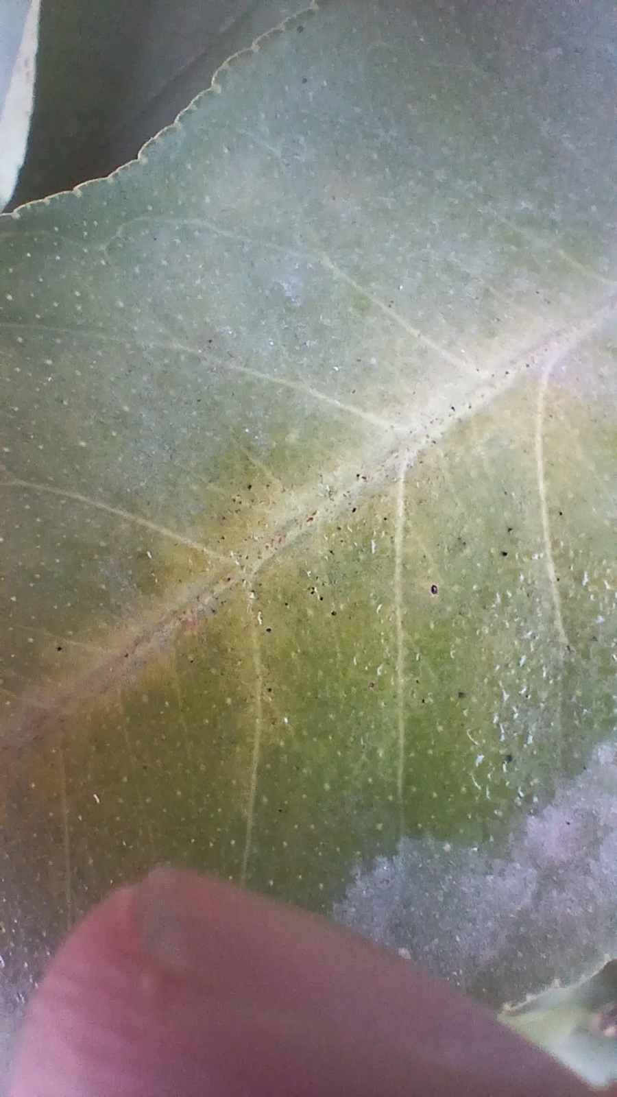 Image without description