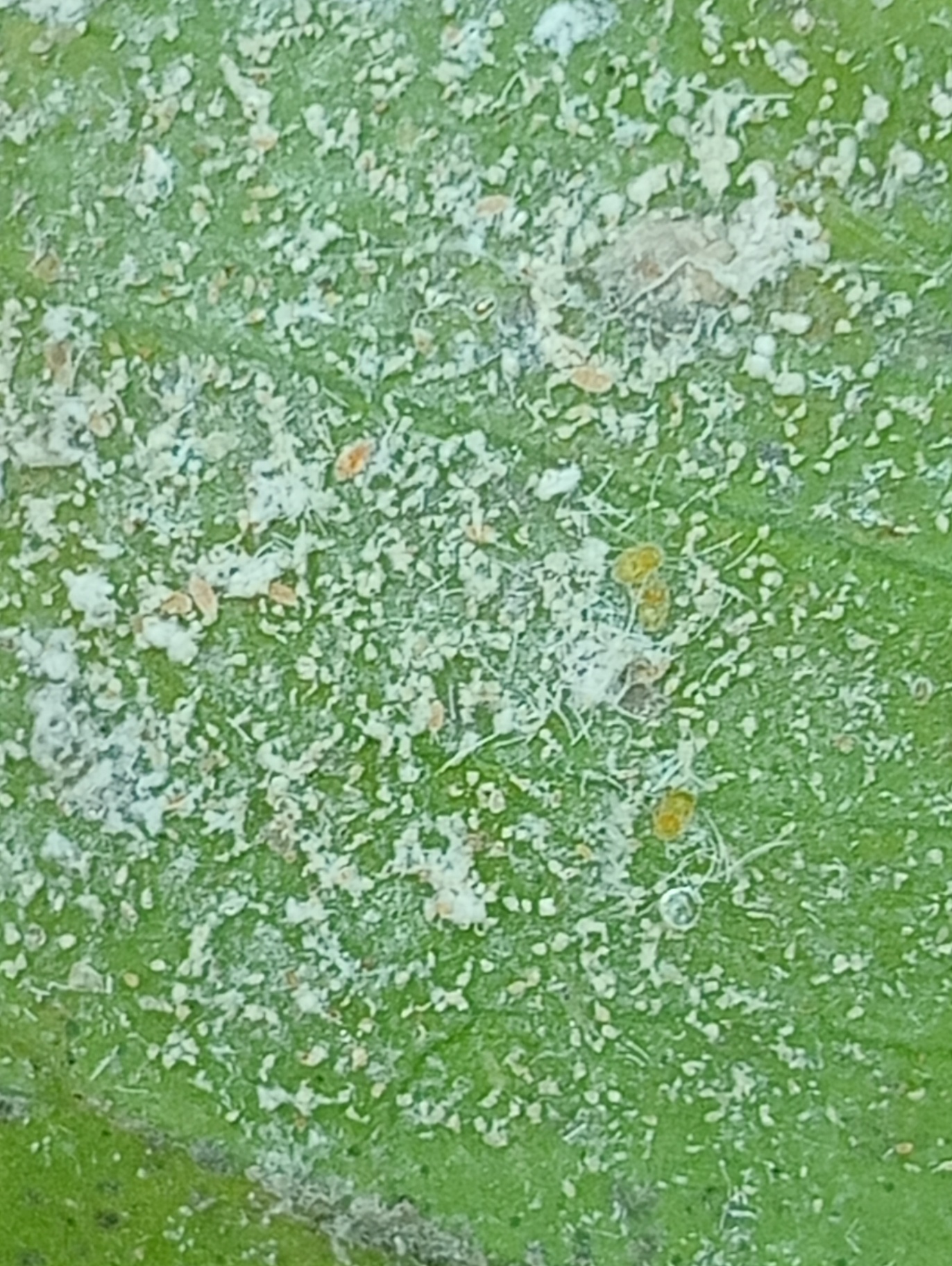 Image without description