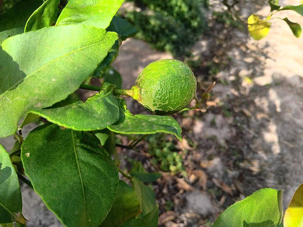 Algún fruto con algún síntoma