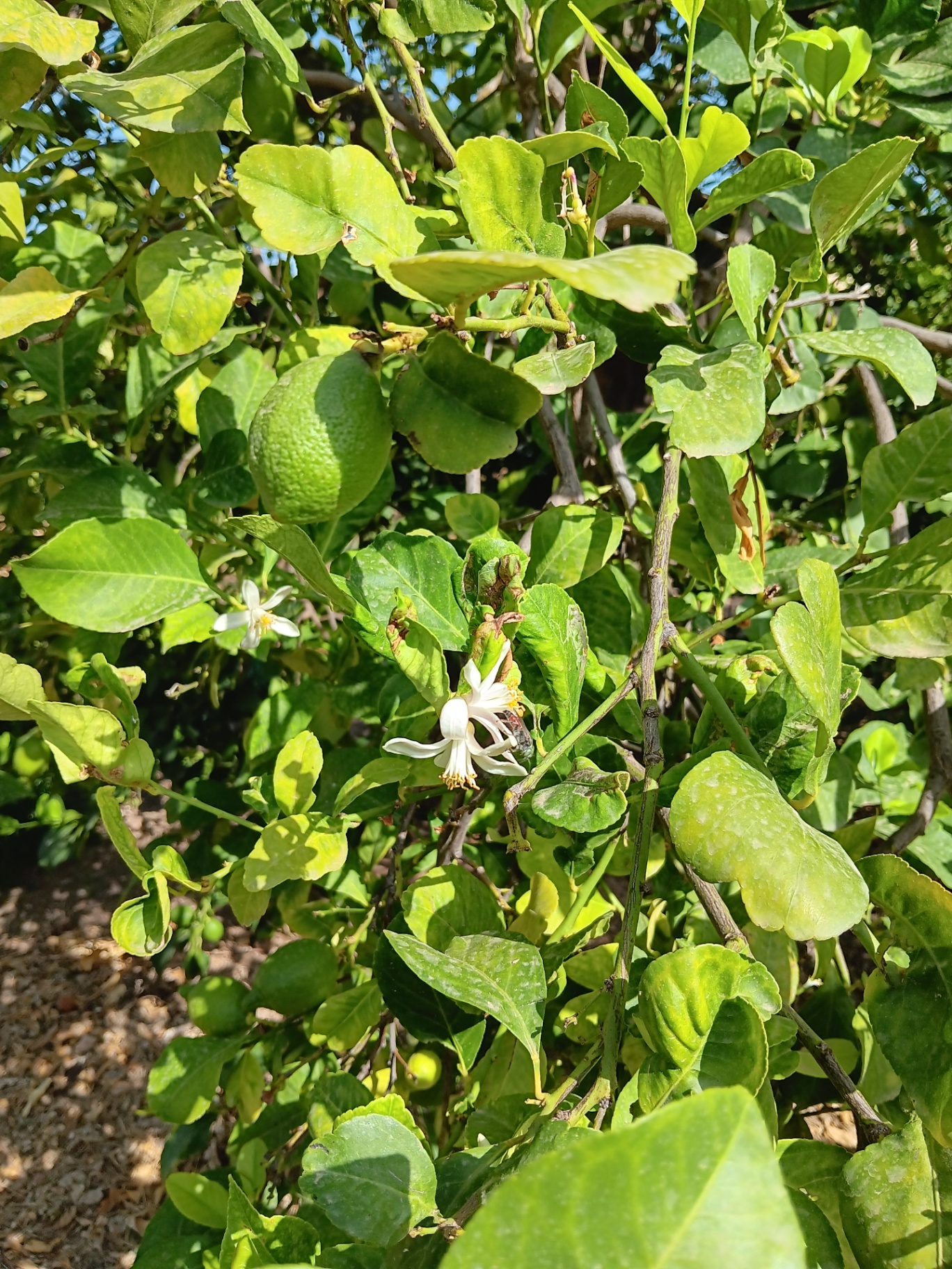 Árbol con flor y fruta