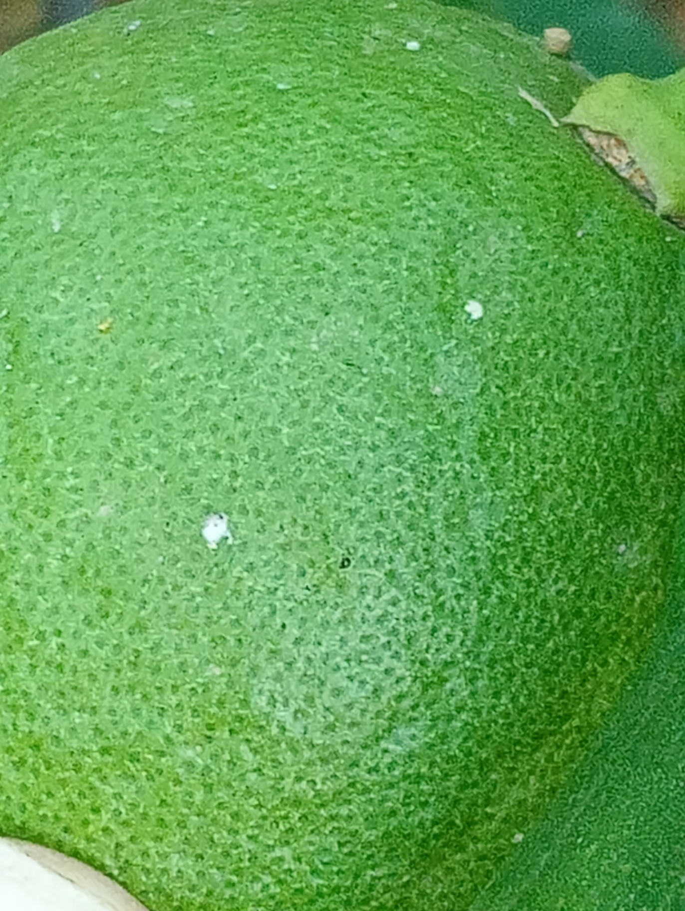 Image without description